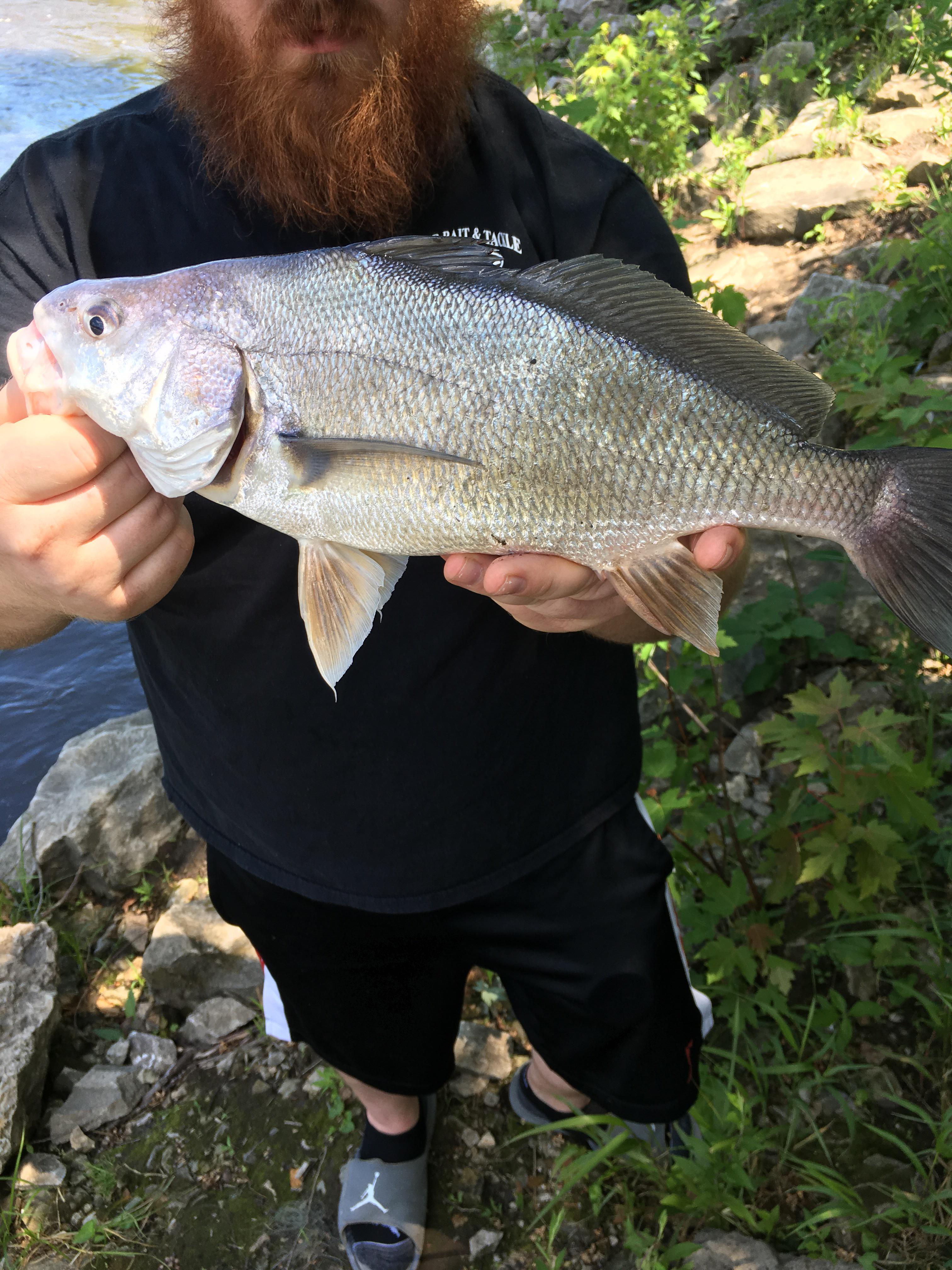 What is this fish? Caught in an Iowa river r/whatisthisfish