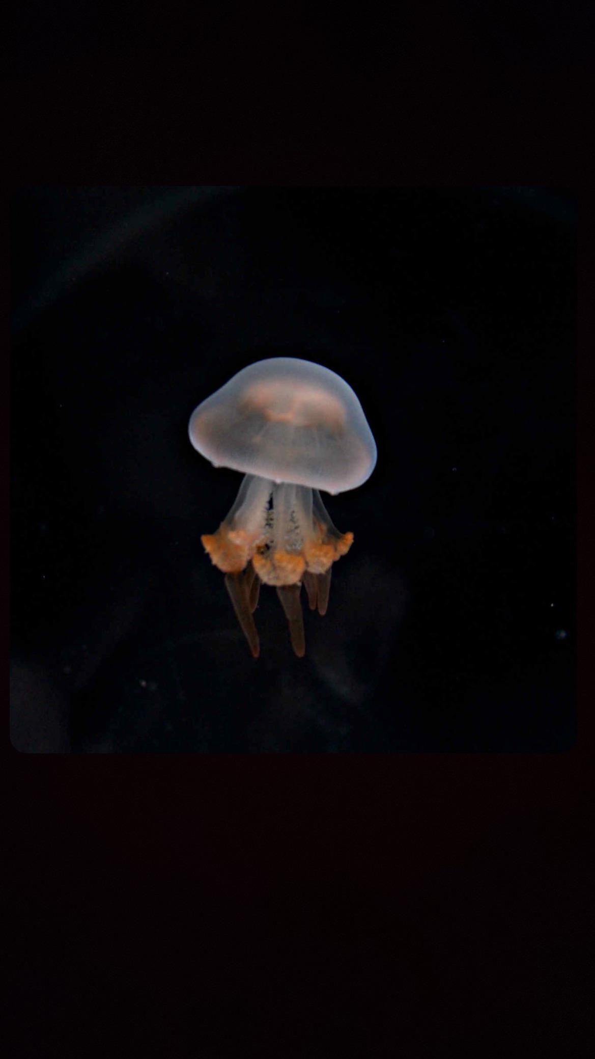 Jellyfish Care a sub devoted to keeping jellies as pets