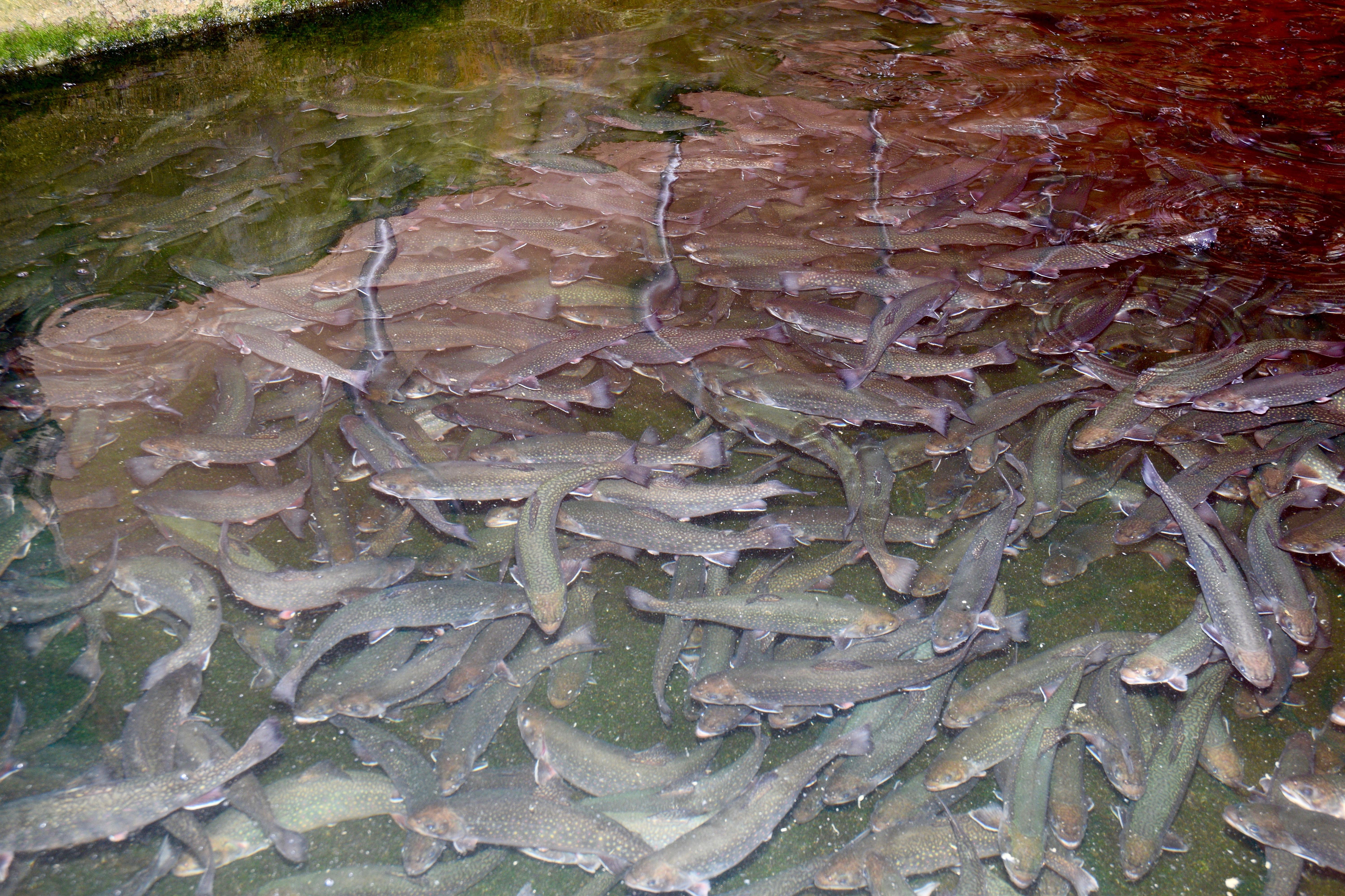 ITAP of a brook trout hatchery in New Hampshire adrian josé velasquez figueroa
