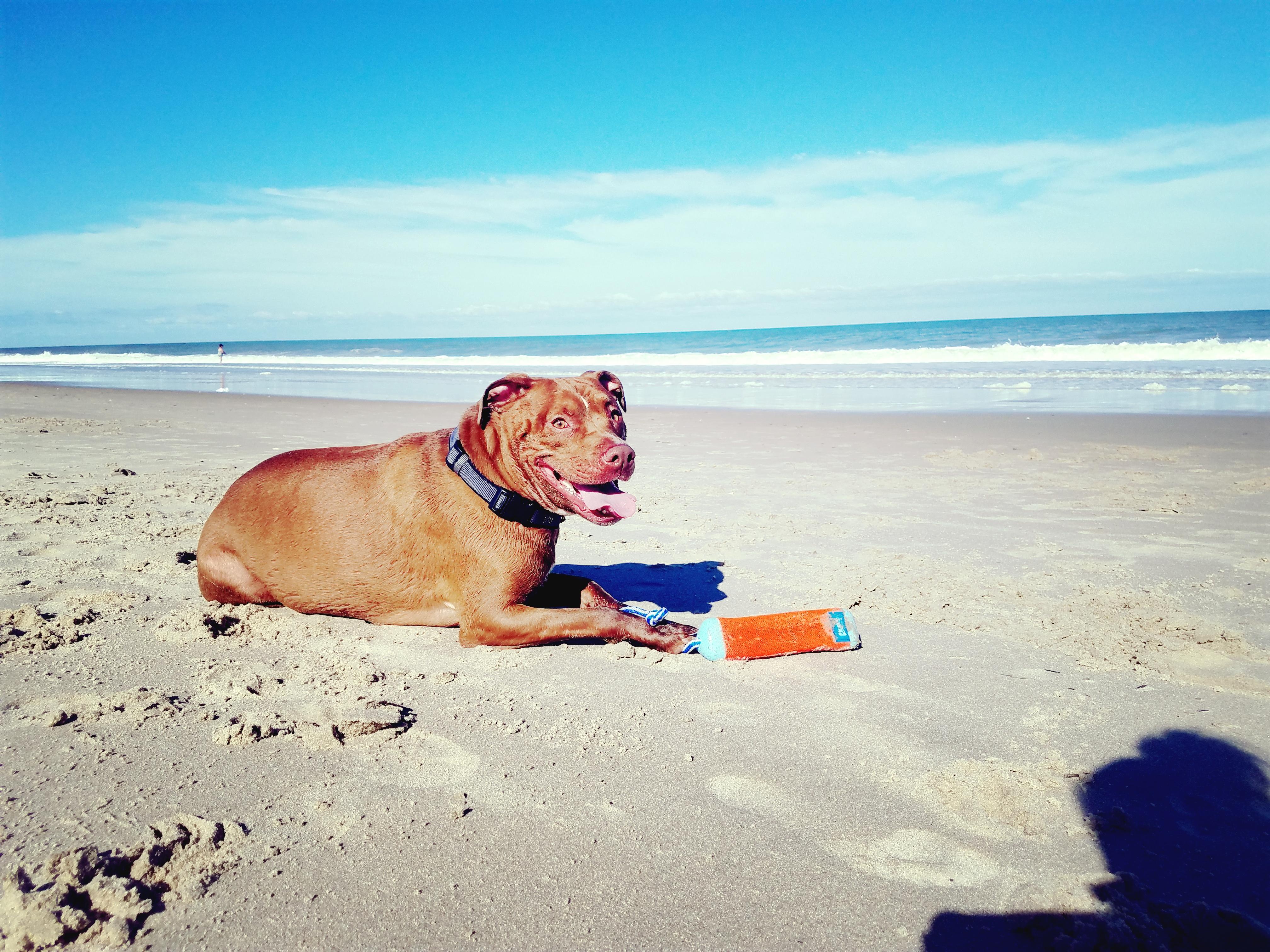 Dog beaches are the best beaches. Thank you, Dewey Beach. r/pitbulls