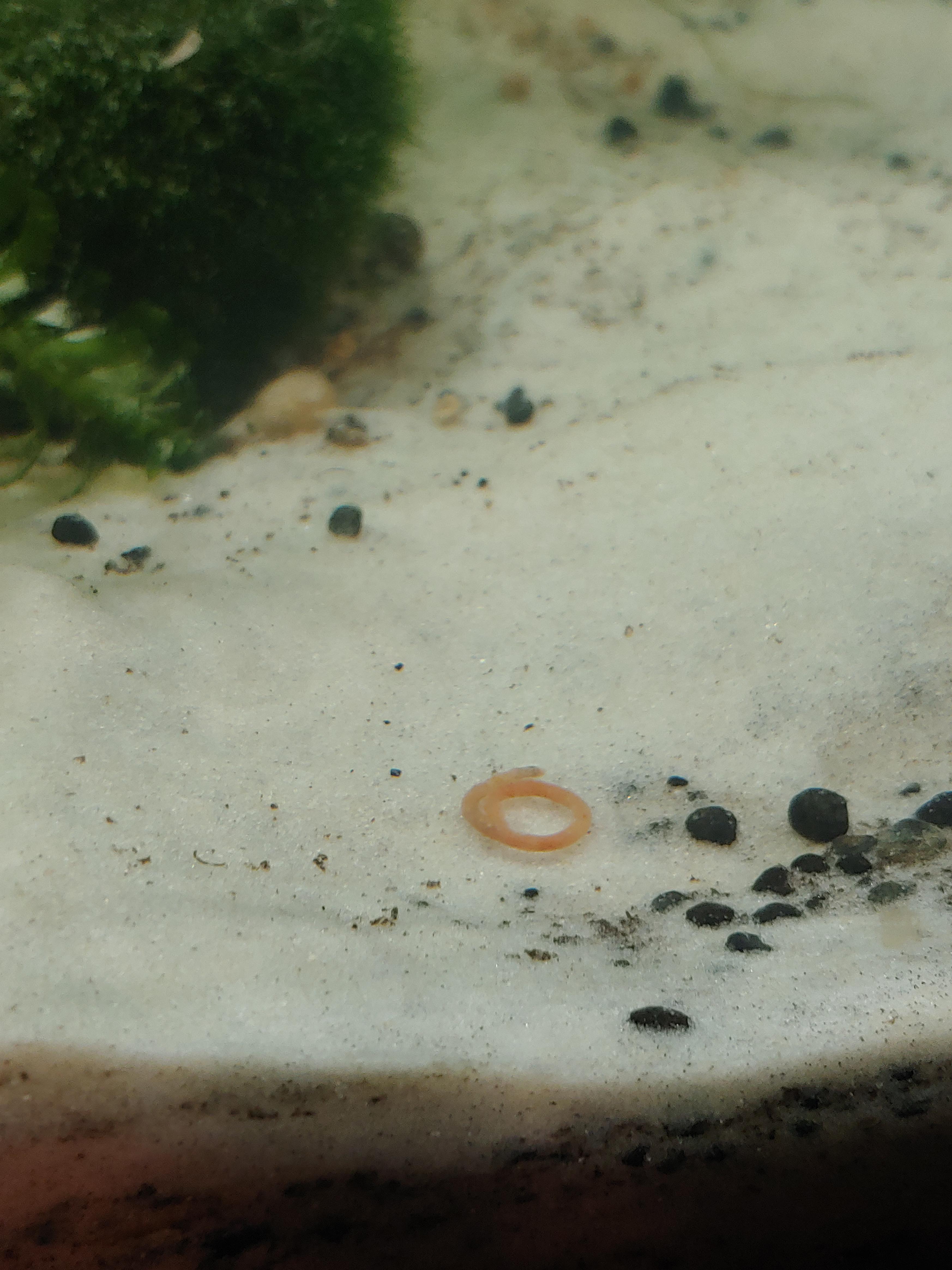 Lets play a game poop or parasite? In short, I saved a large Sailfin