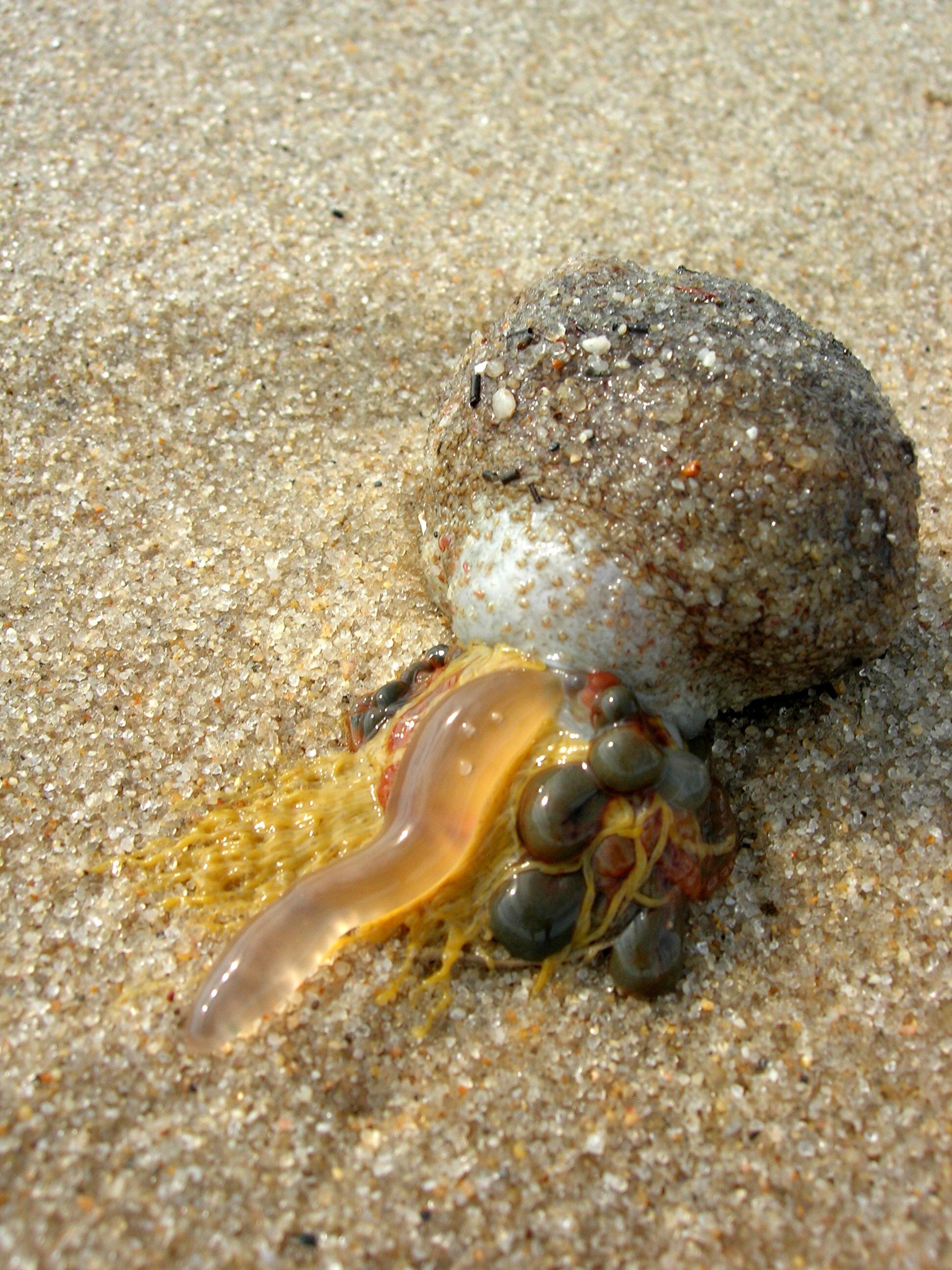 Sea critter on the shore of the Delaware Bay in August. It was about