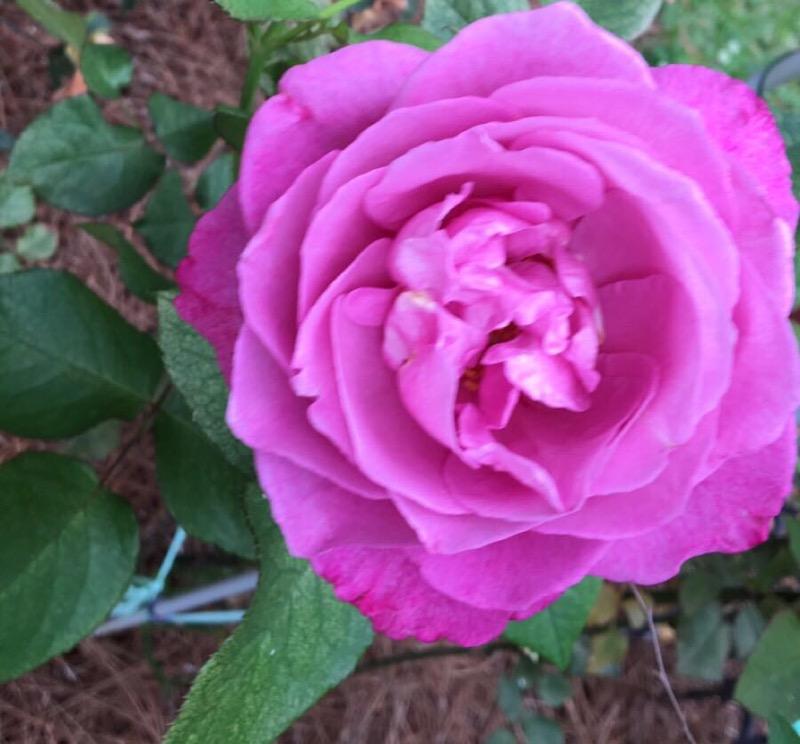 some knockout roses where I'm working at r/nolagardening