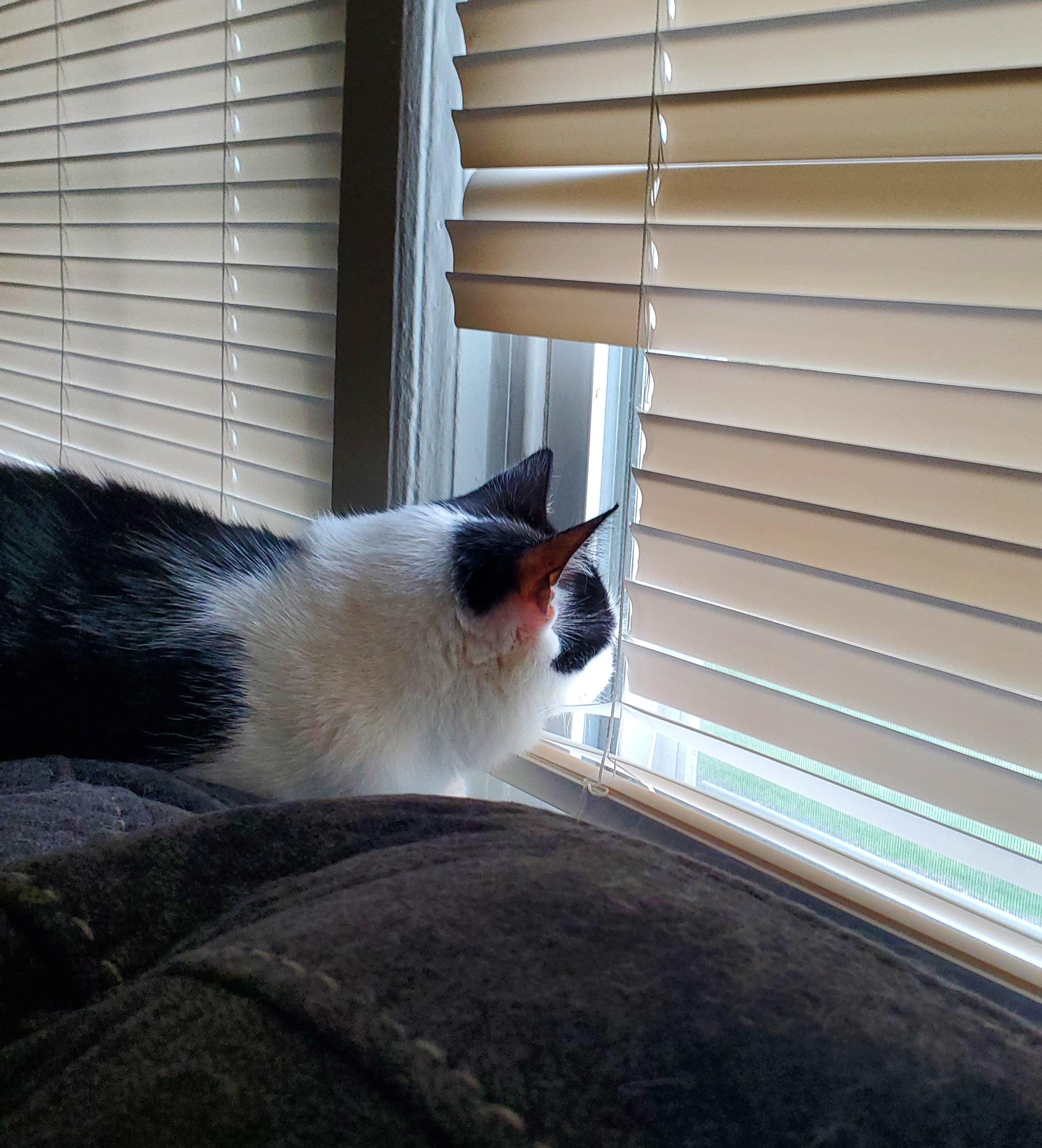 My cat broke part of my window blinds so she can see outside better