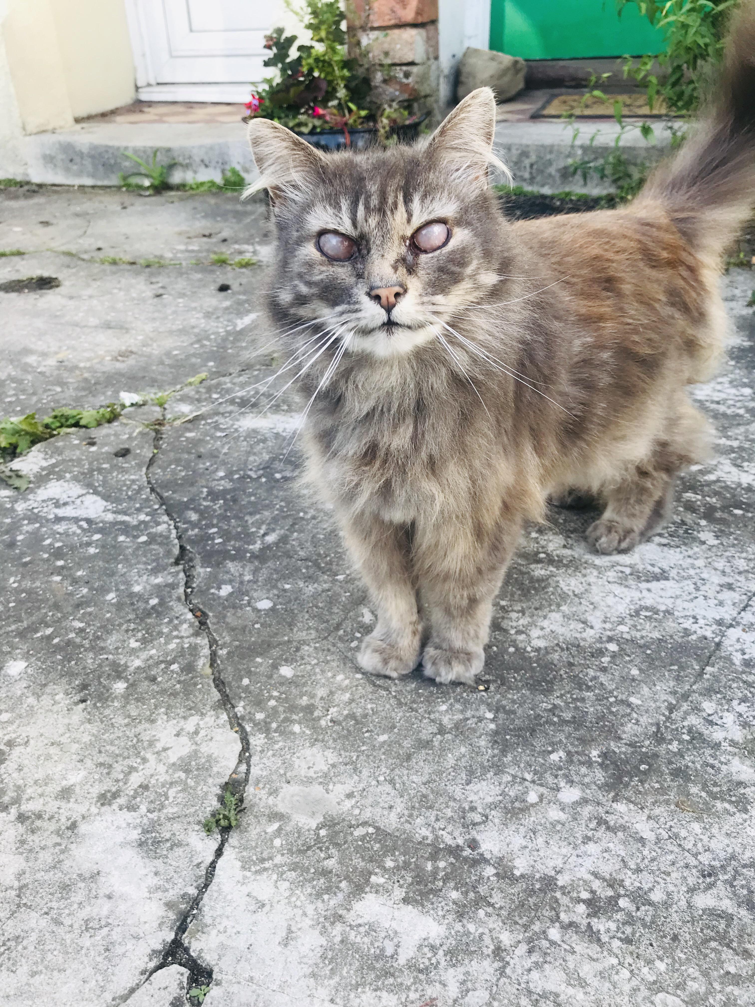 I found this cat with silver eyes r/mildlyinteresting