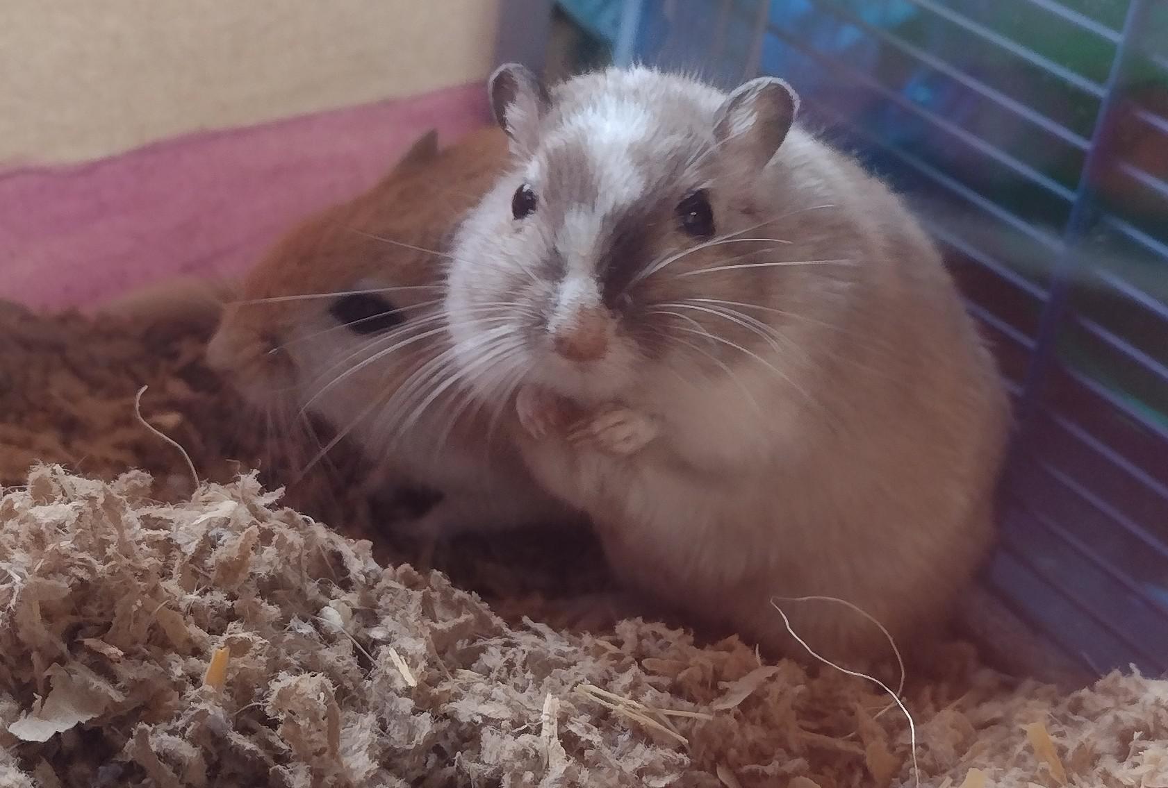 I think he's begging for some more banana r/gerbil