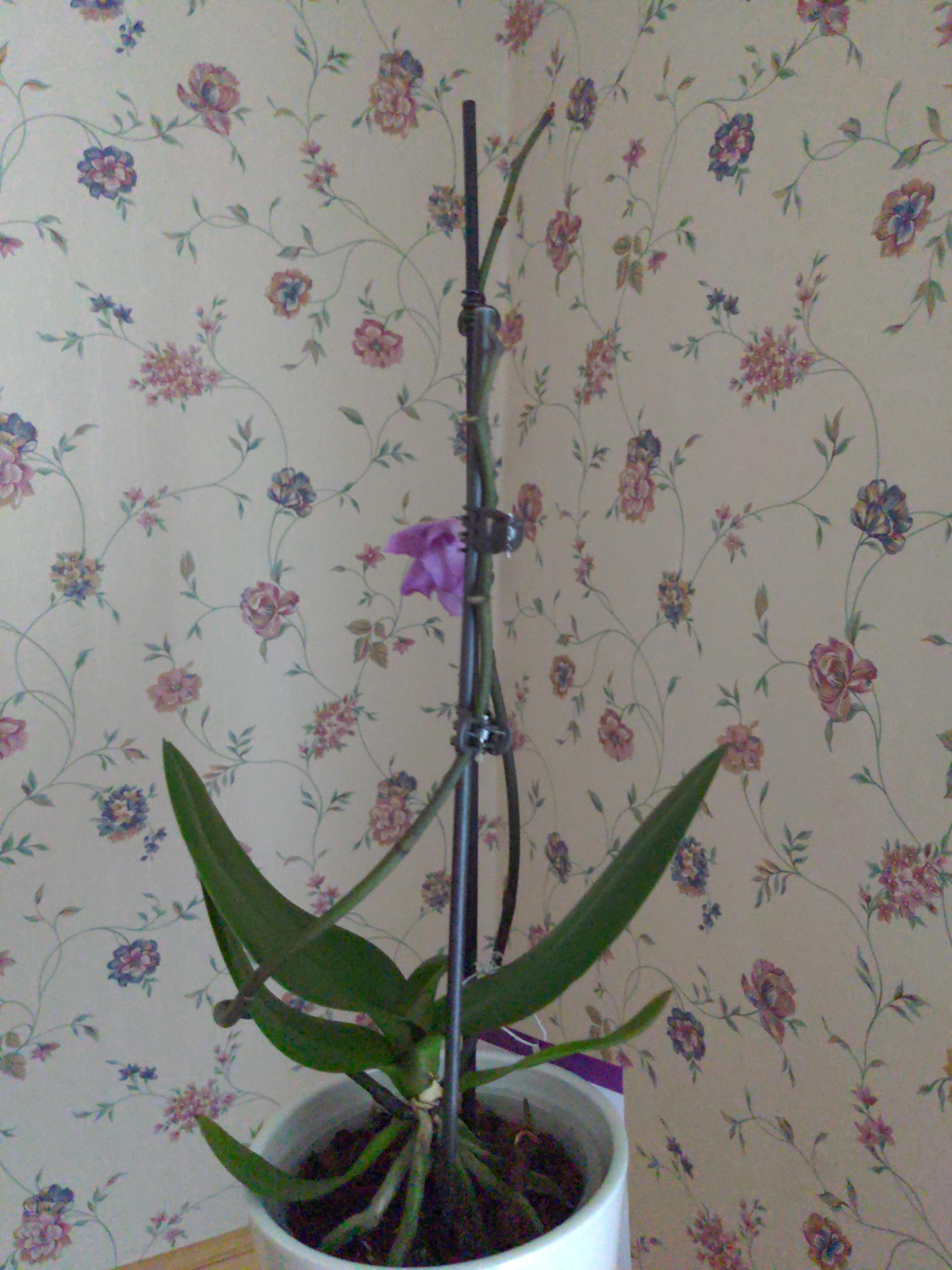 I got an orchid. It was left in a car all night in the cold before I