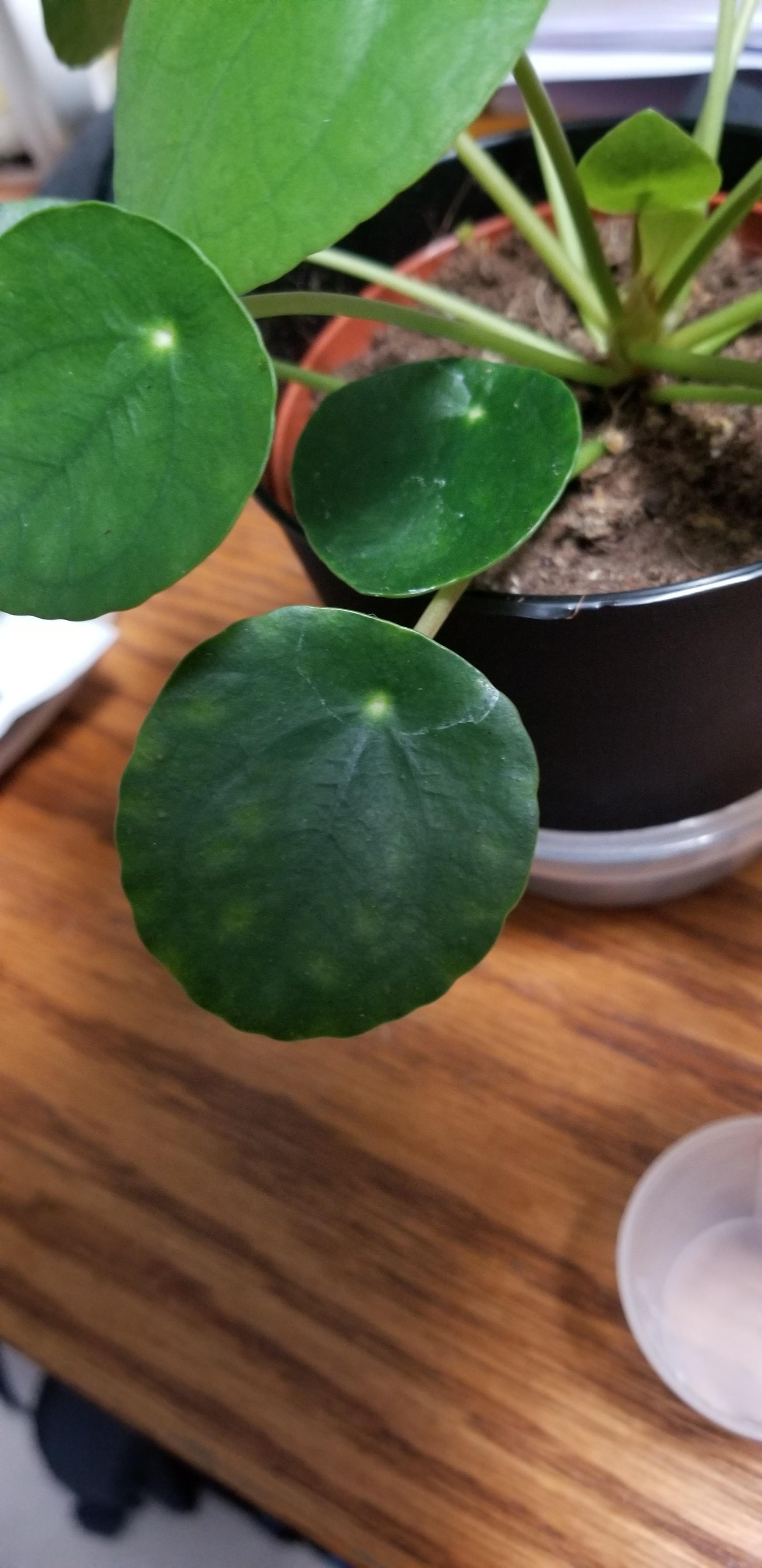 Chinese Money plant light spots? I just bought this plant last week