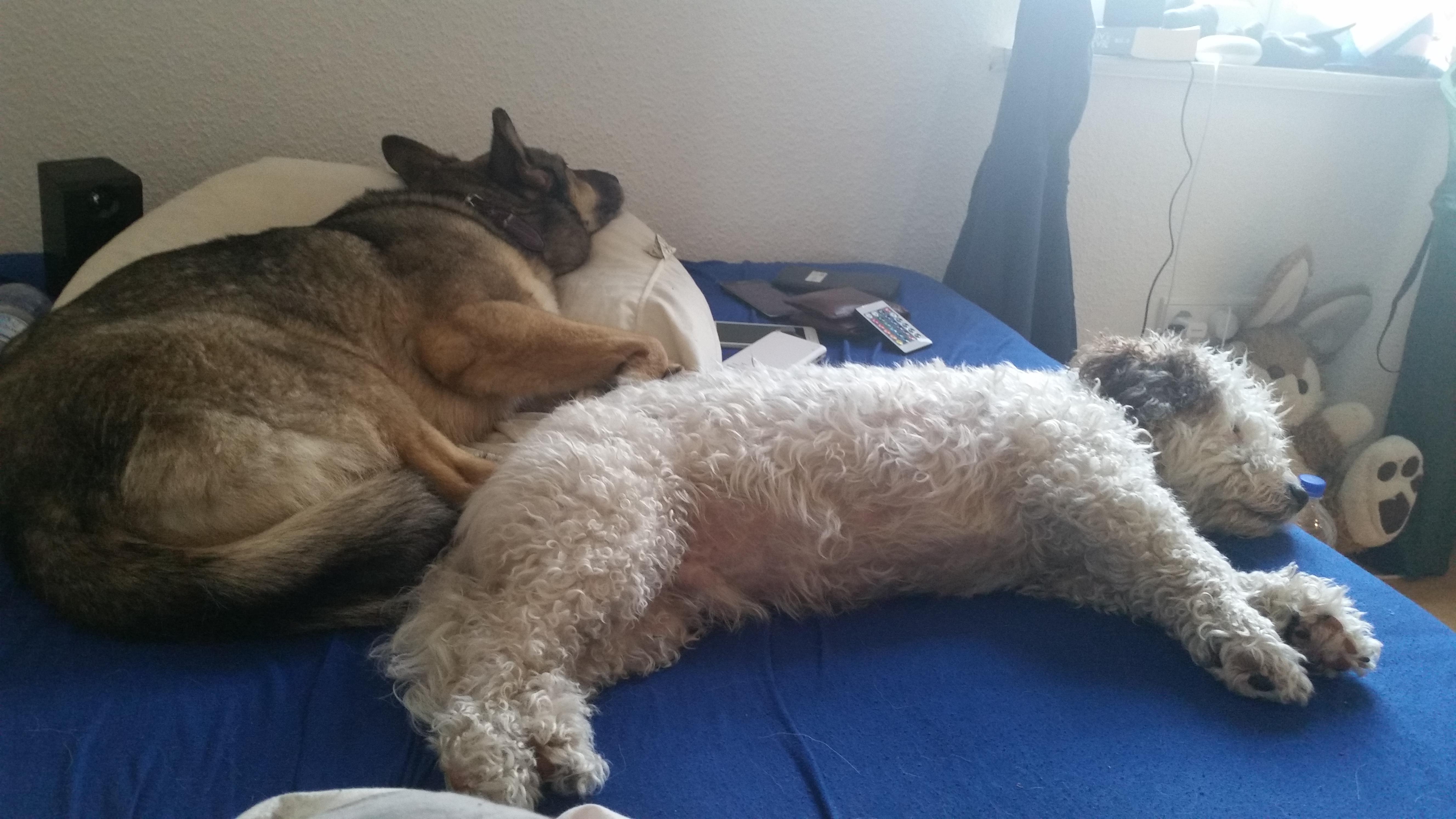 My dogs stealing half of my bed ) r/dogpictures