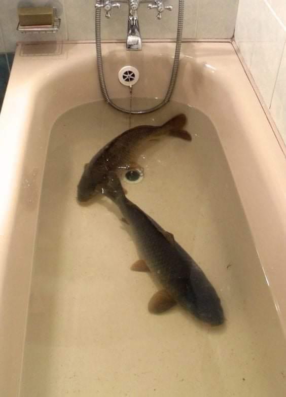 Having issues with fish not swimming around. Tank is cycled and stable