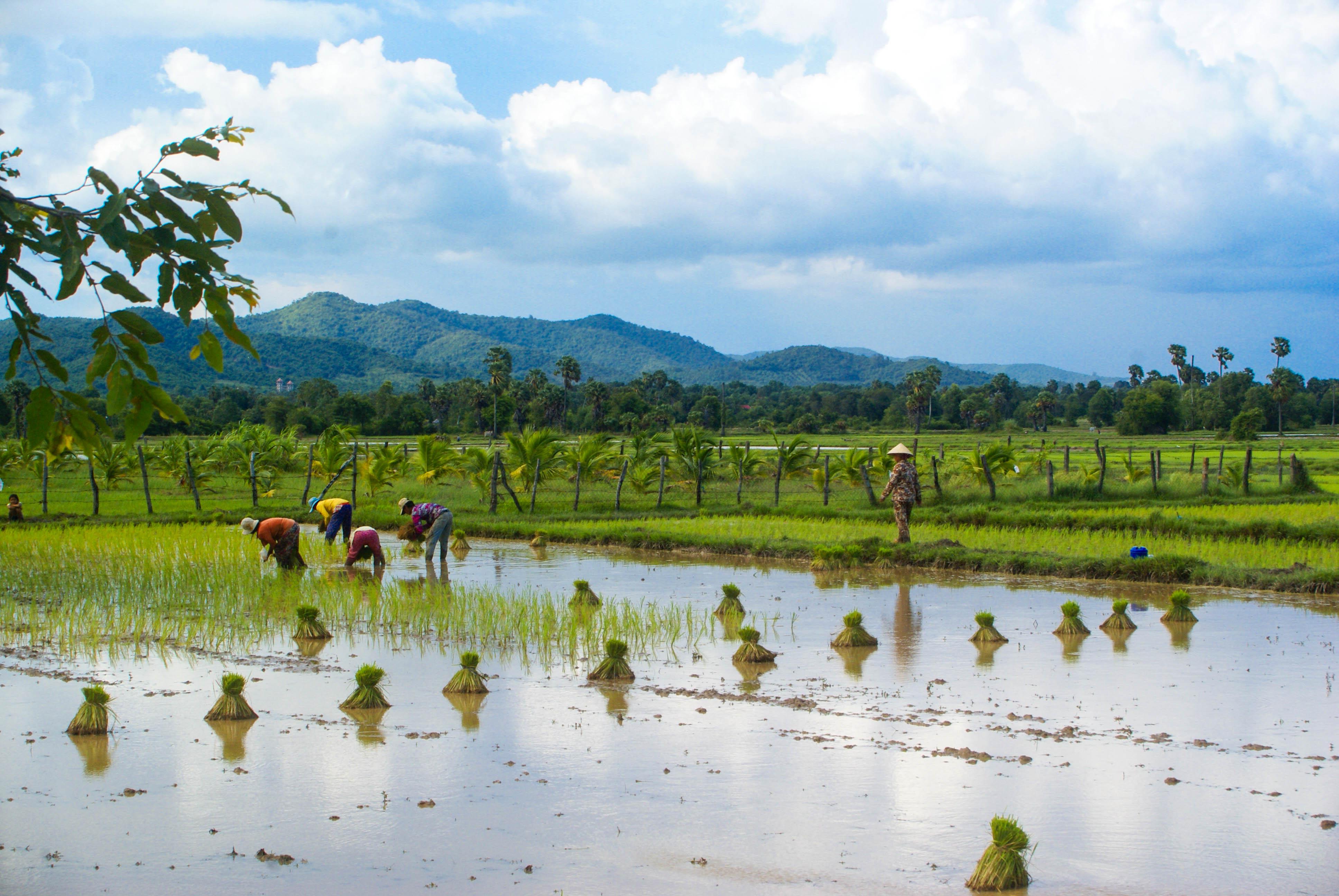 Rice fields in Kep province r/cambodia