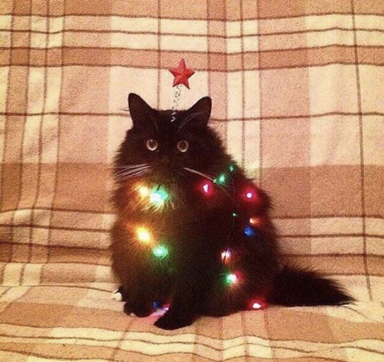 Christmas cat wishes you a Merry Christmas! r/cats