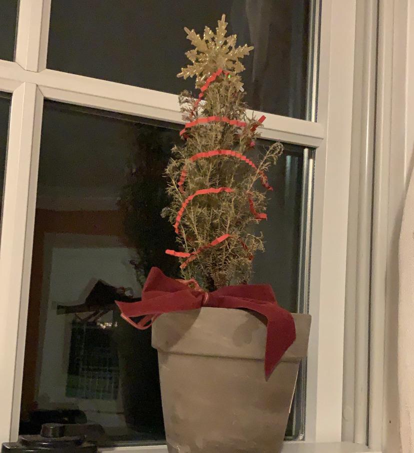 I decorated my mini cypress tree for Christmas, although I’m afraid it