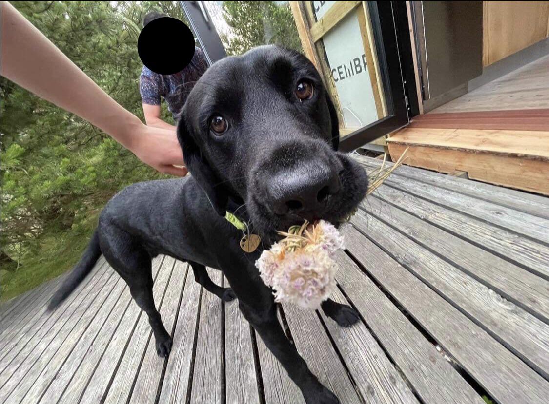 My dog brought me flowers r/aww