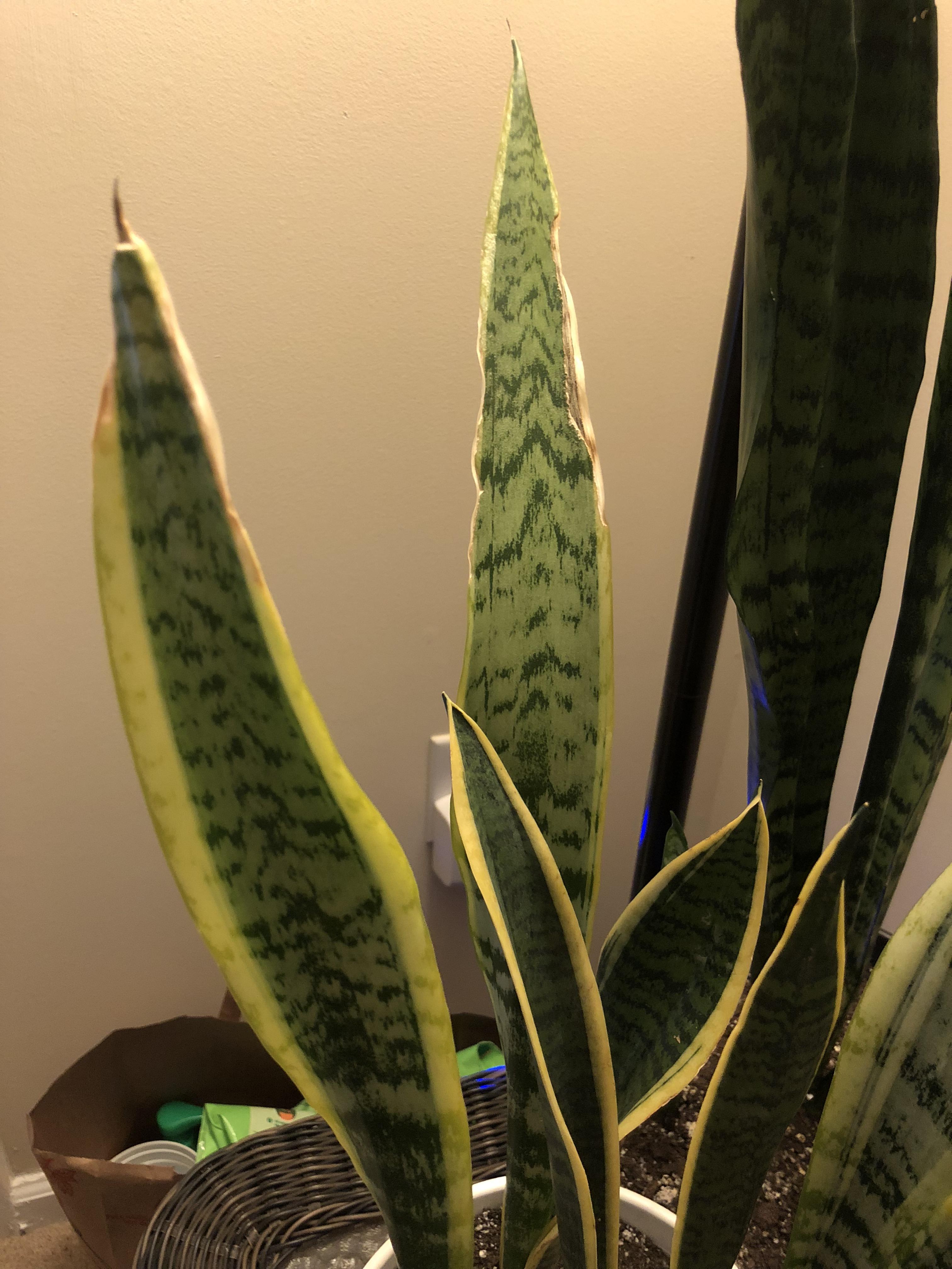 Wilting edges of snake plant r/houseplants