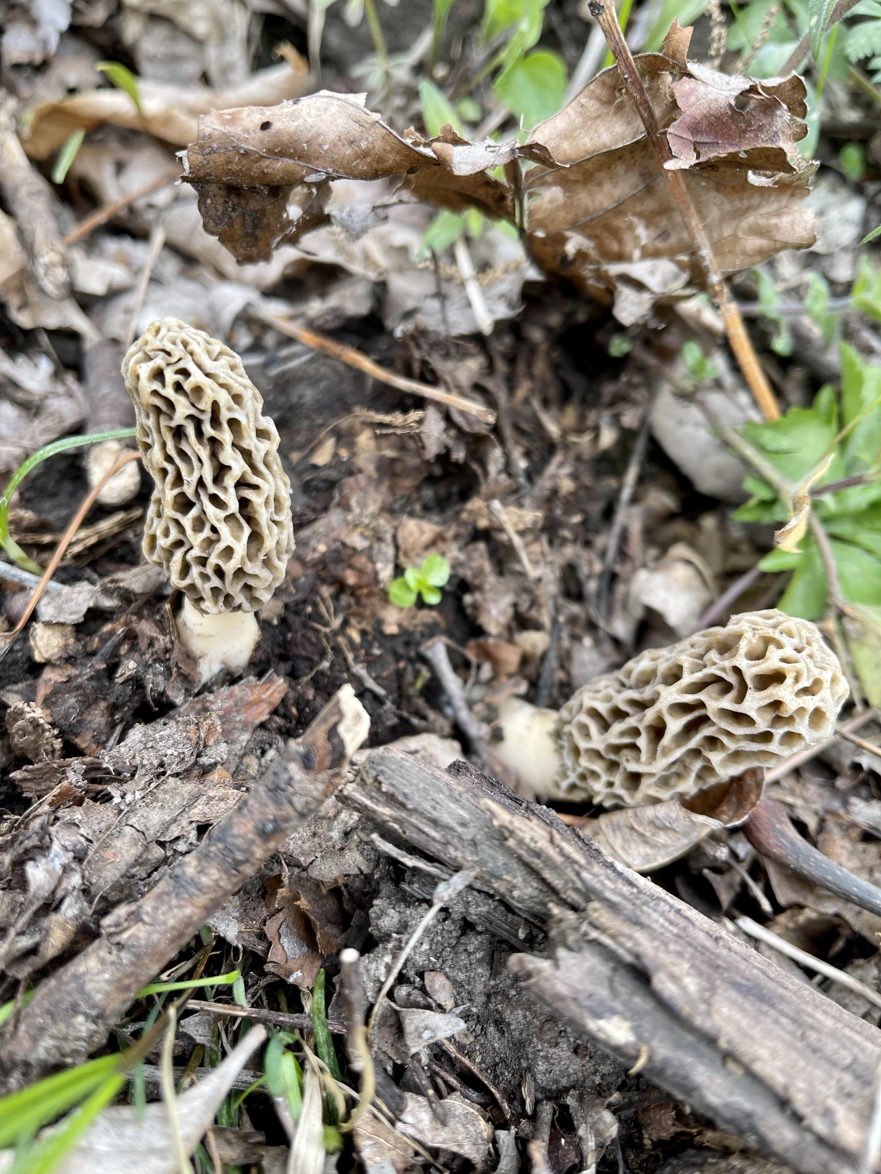 Central Iowa r/Morel_Hunting