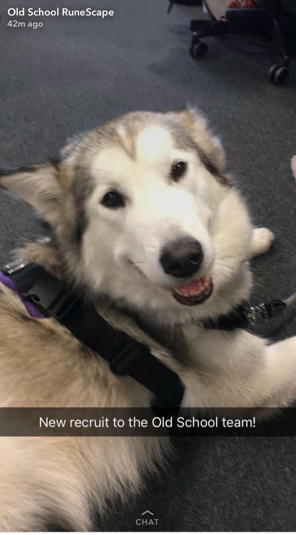 Jagex finally given service dog after being recognized as mentally