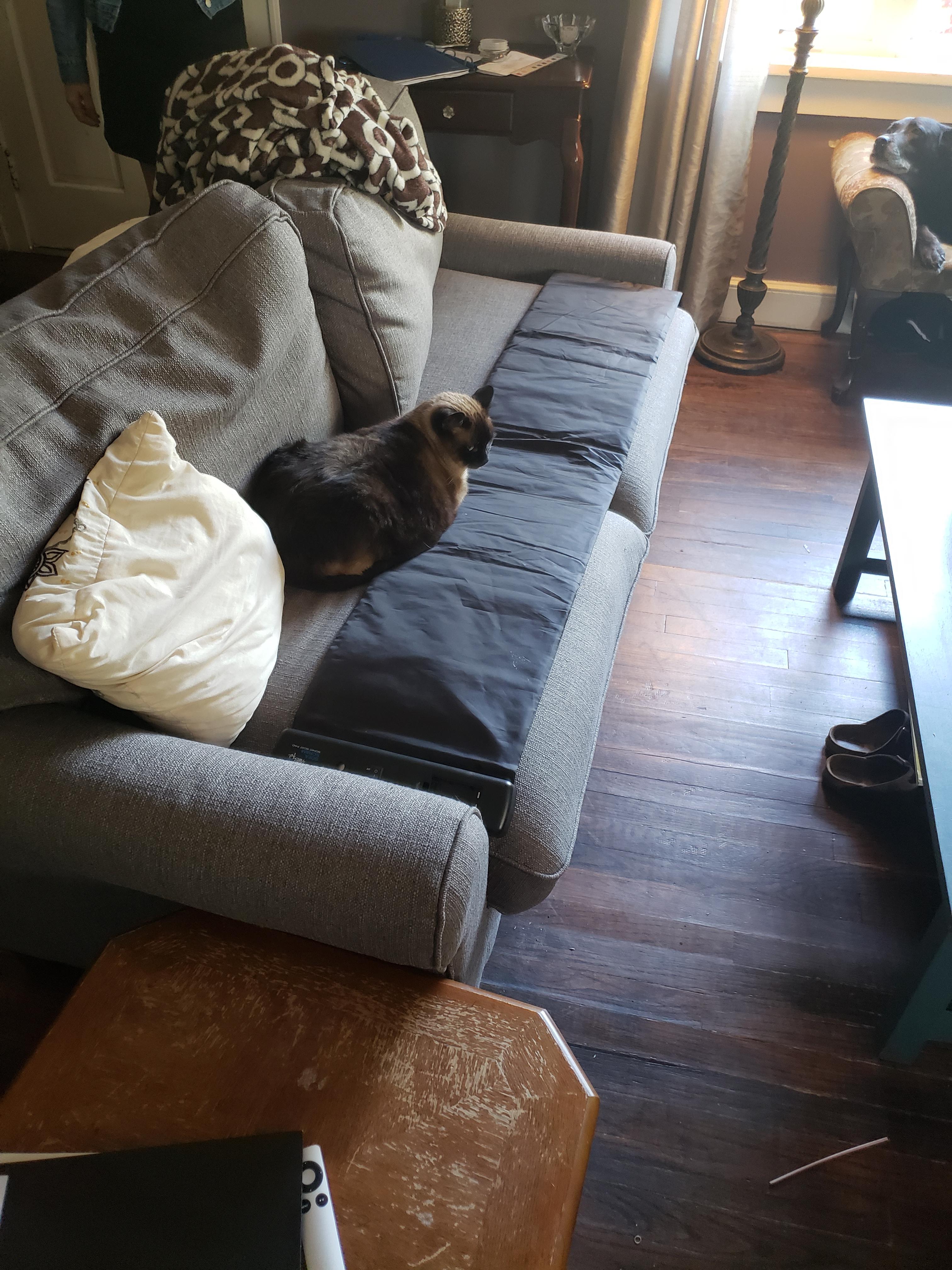 Bought the black strip to keep the cat off the couch. r/madlads