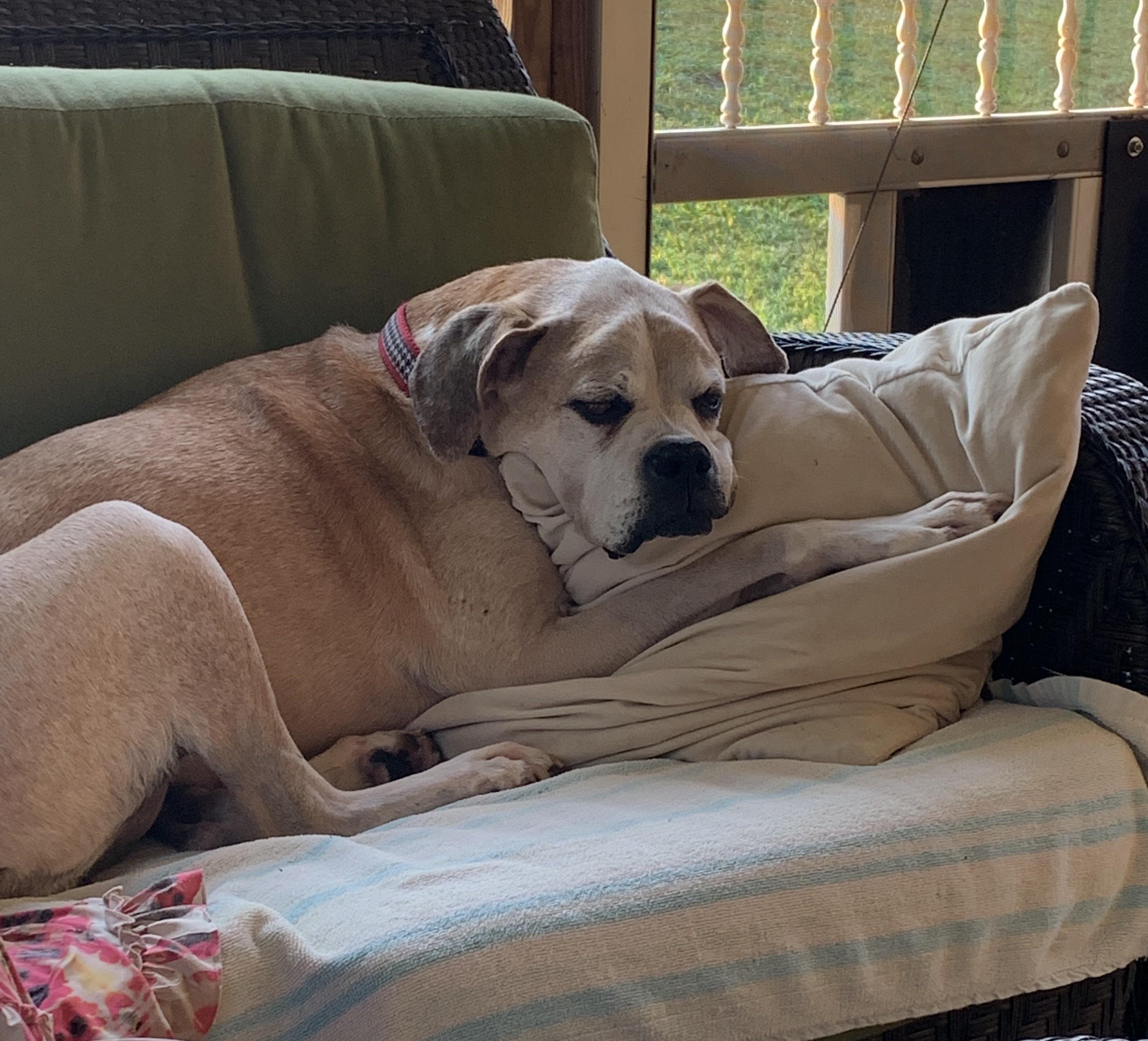 I've had dogs my whole life and I've never seen one sleep on a pillow