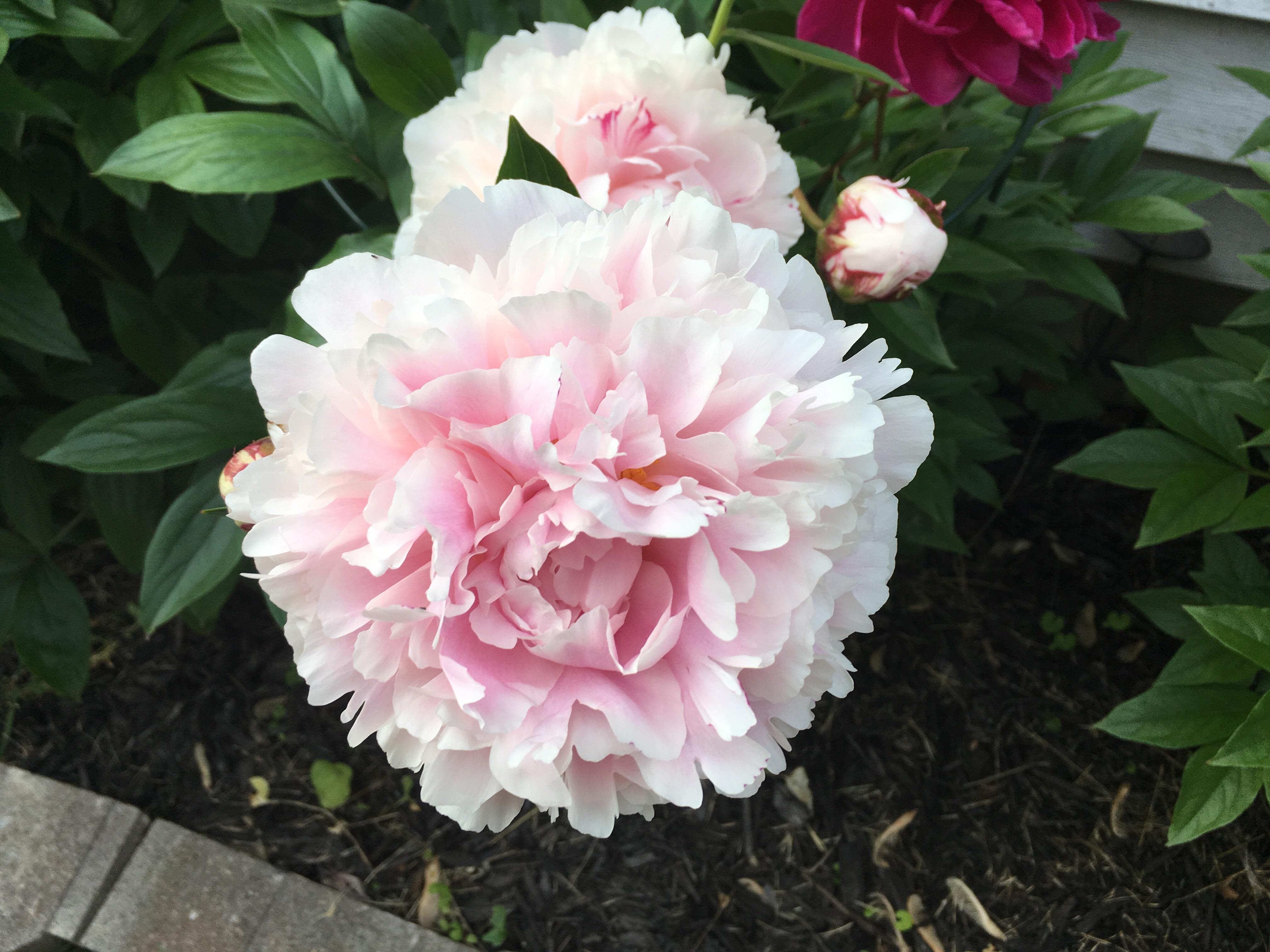 My beautiful peonies close up r/gardening