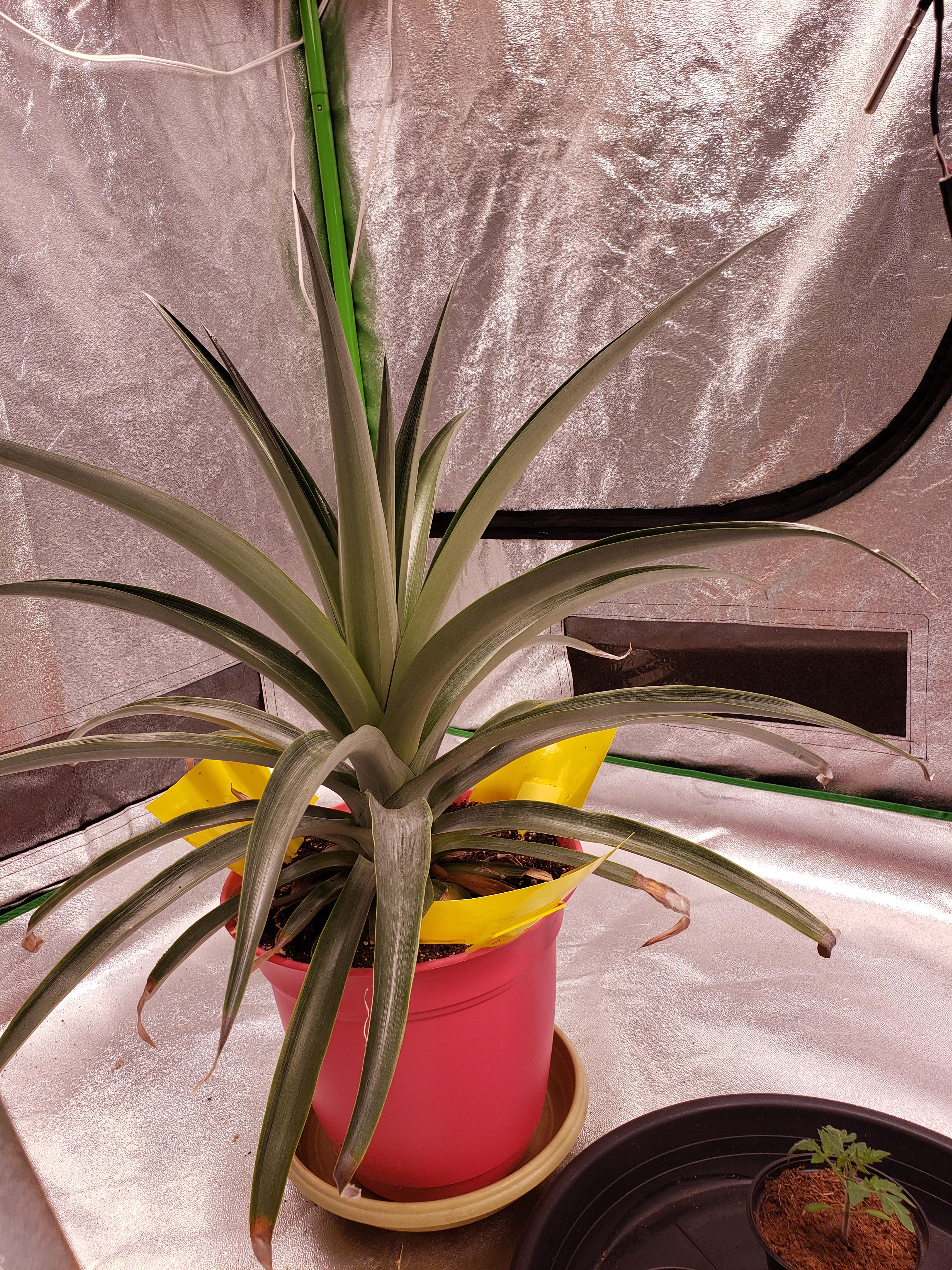 How do i trigger flowering on a pineapple plant? r/Horticulture