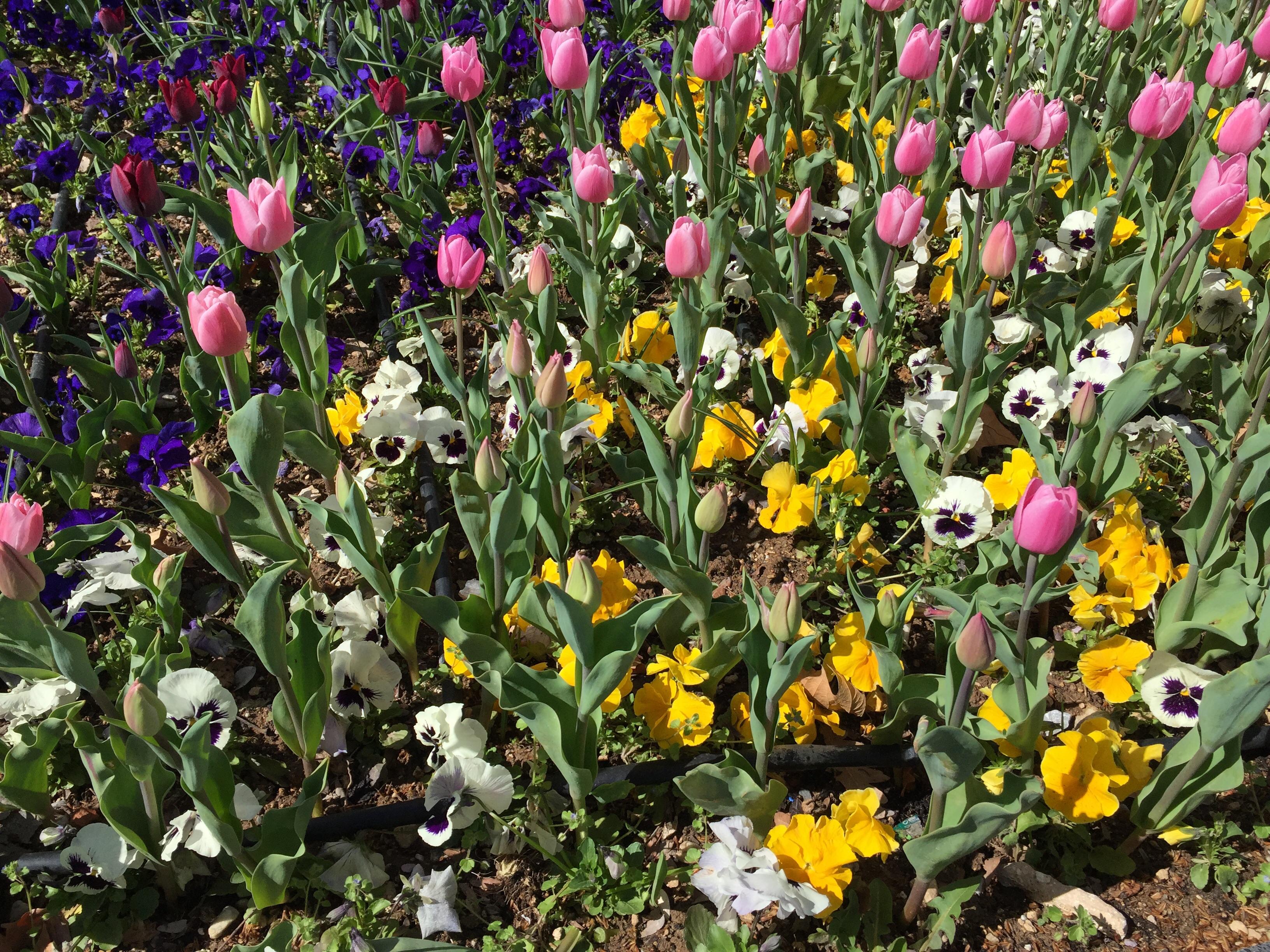 They are blooming now! r/gardening