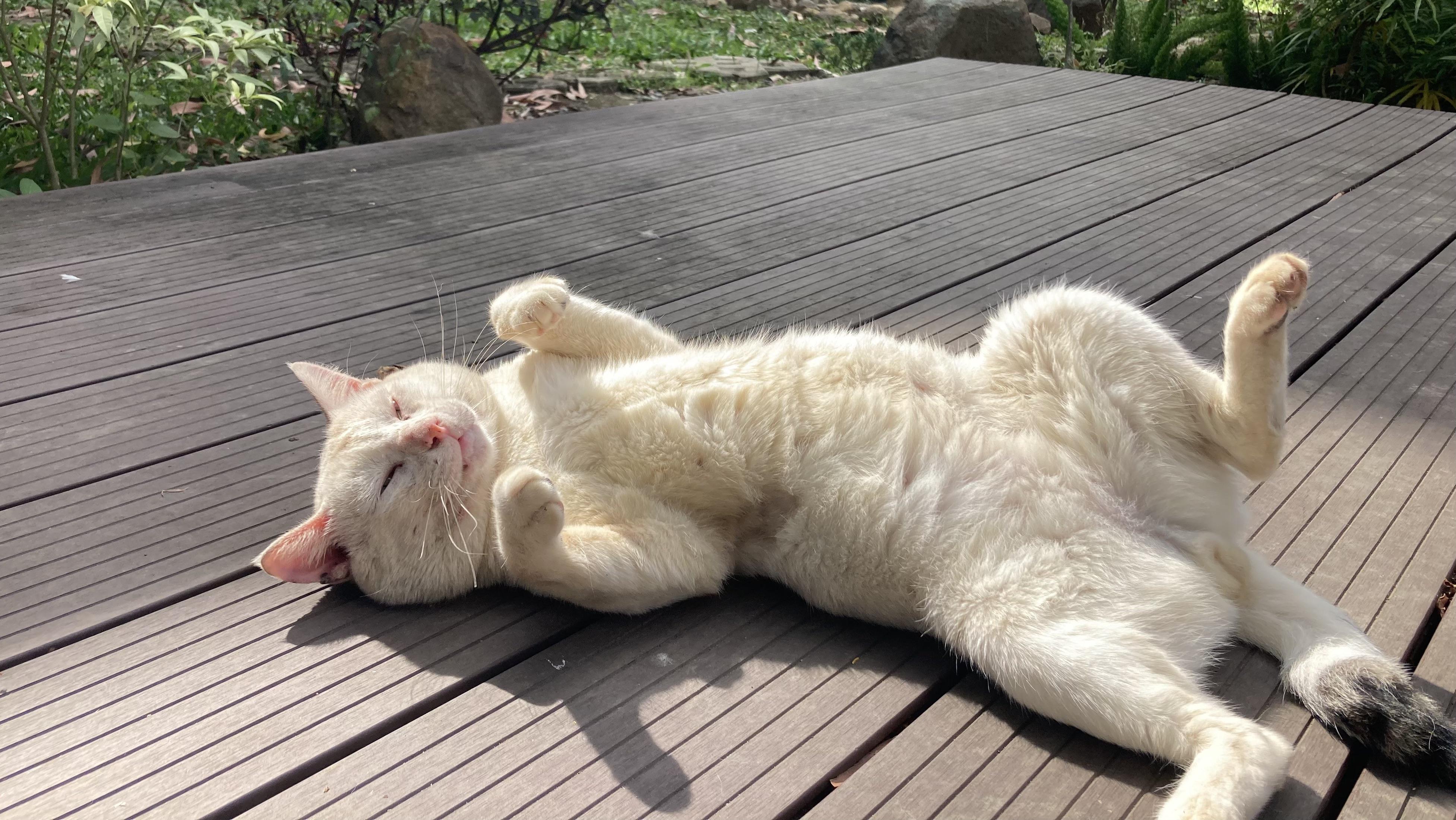 Sunday morning sunbathing r/catsofrph