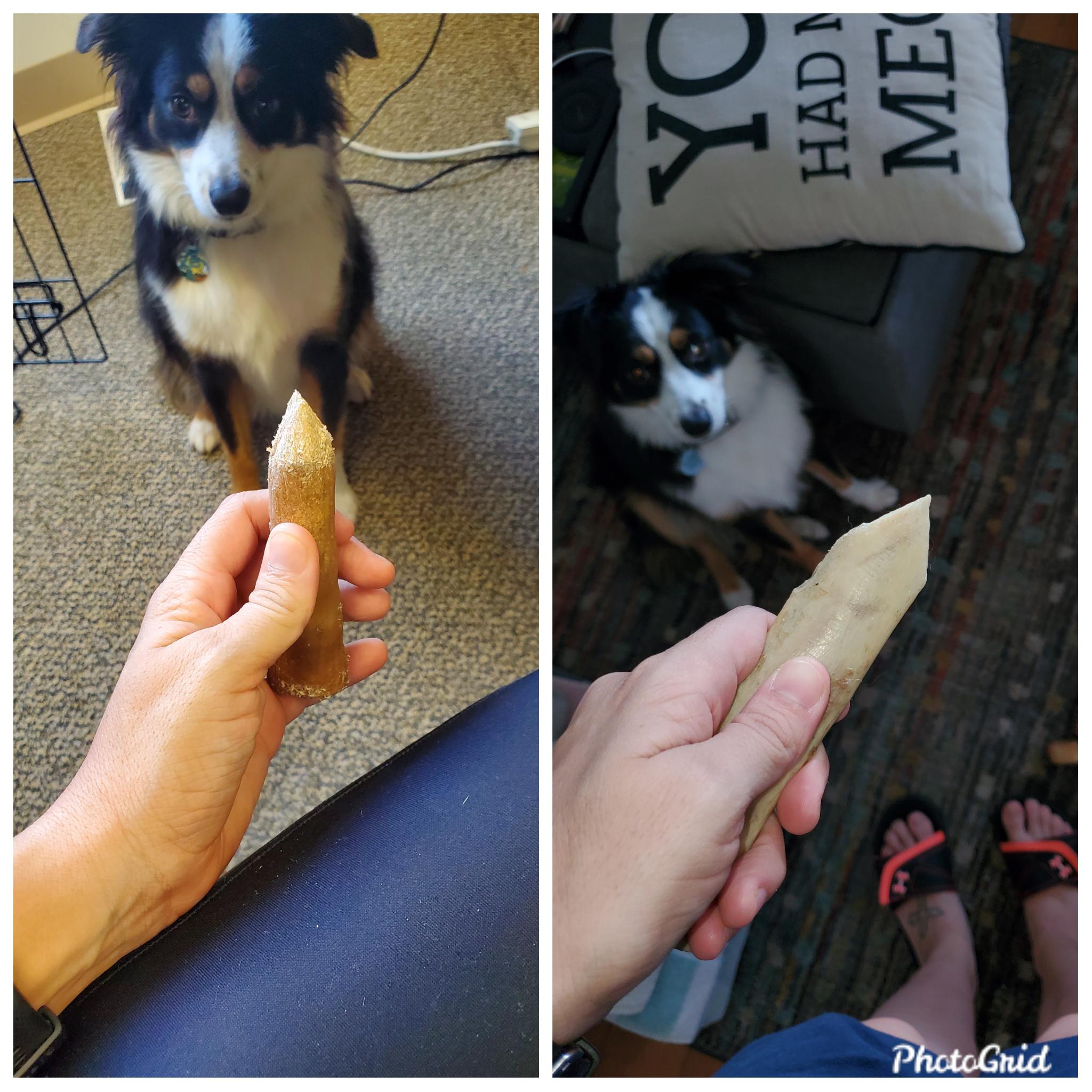 I think my dog is plotting something. r/myfavoritemurder