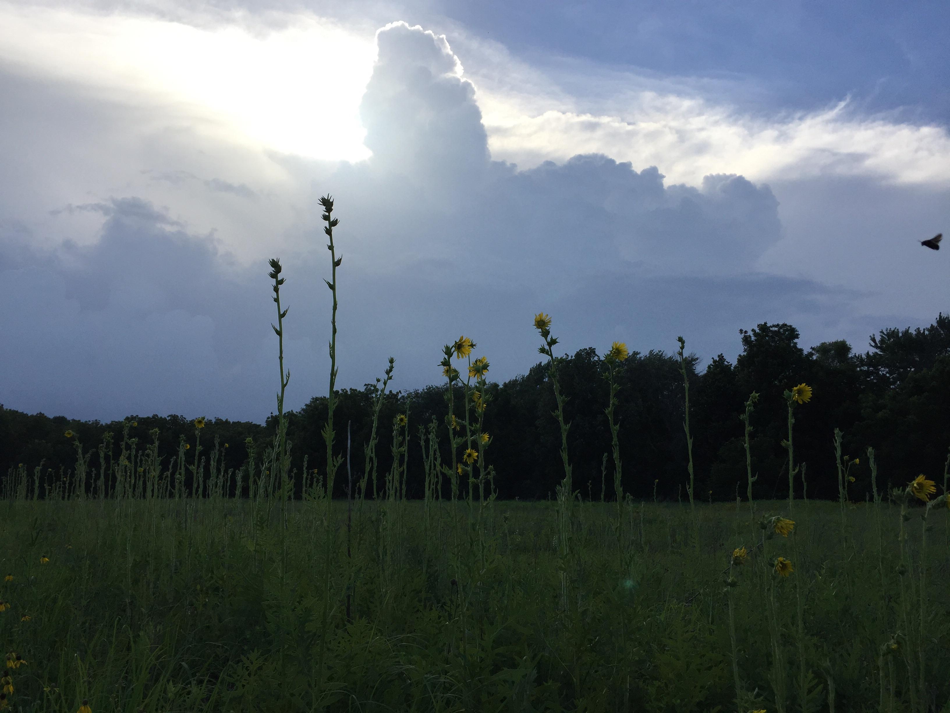 Storm's rolling in! (Meadowbrook Park, Urbana) r/UIUC