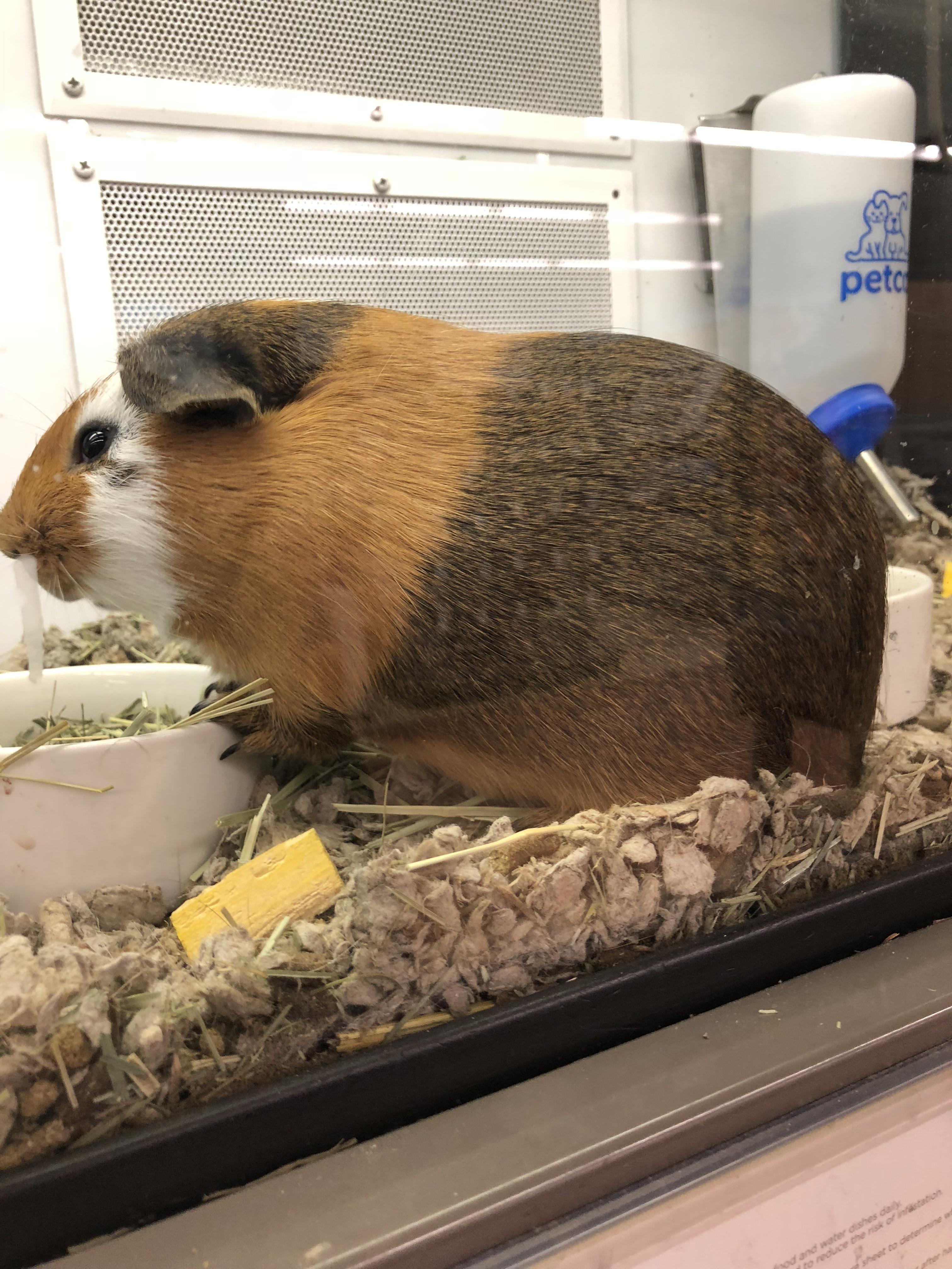 Round guinea pig at the pet store r/aww
