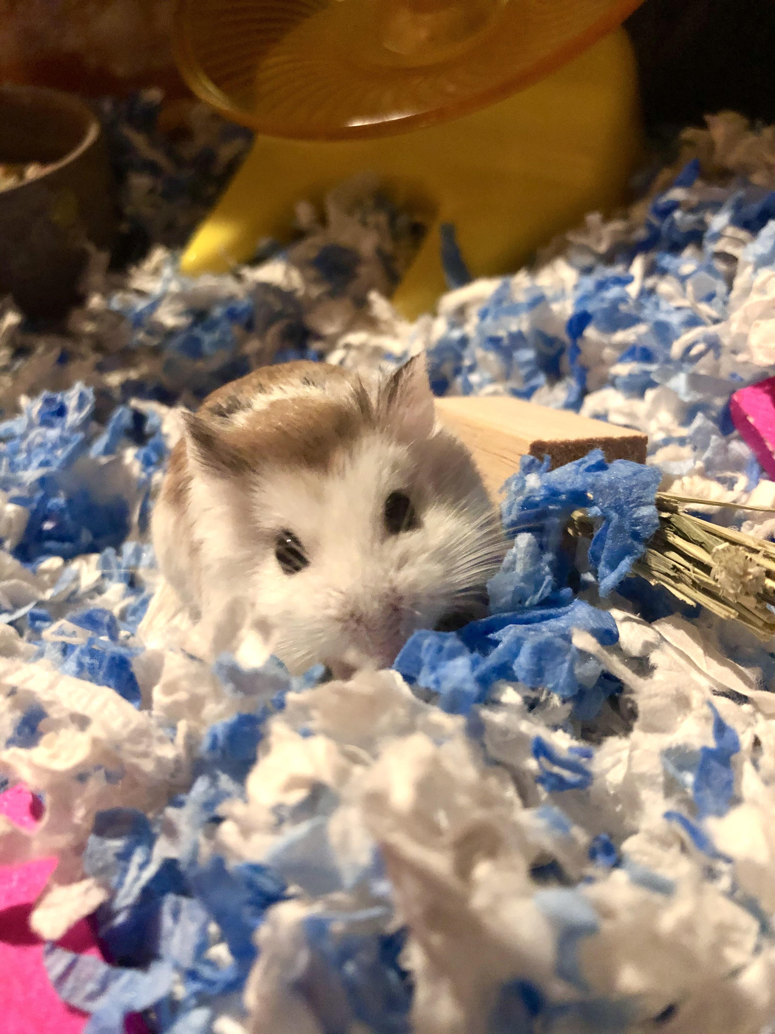 Bo wants to remind you all to have a good day and make sure to give your hammies some snuggles