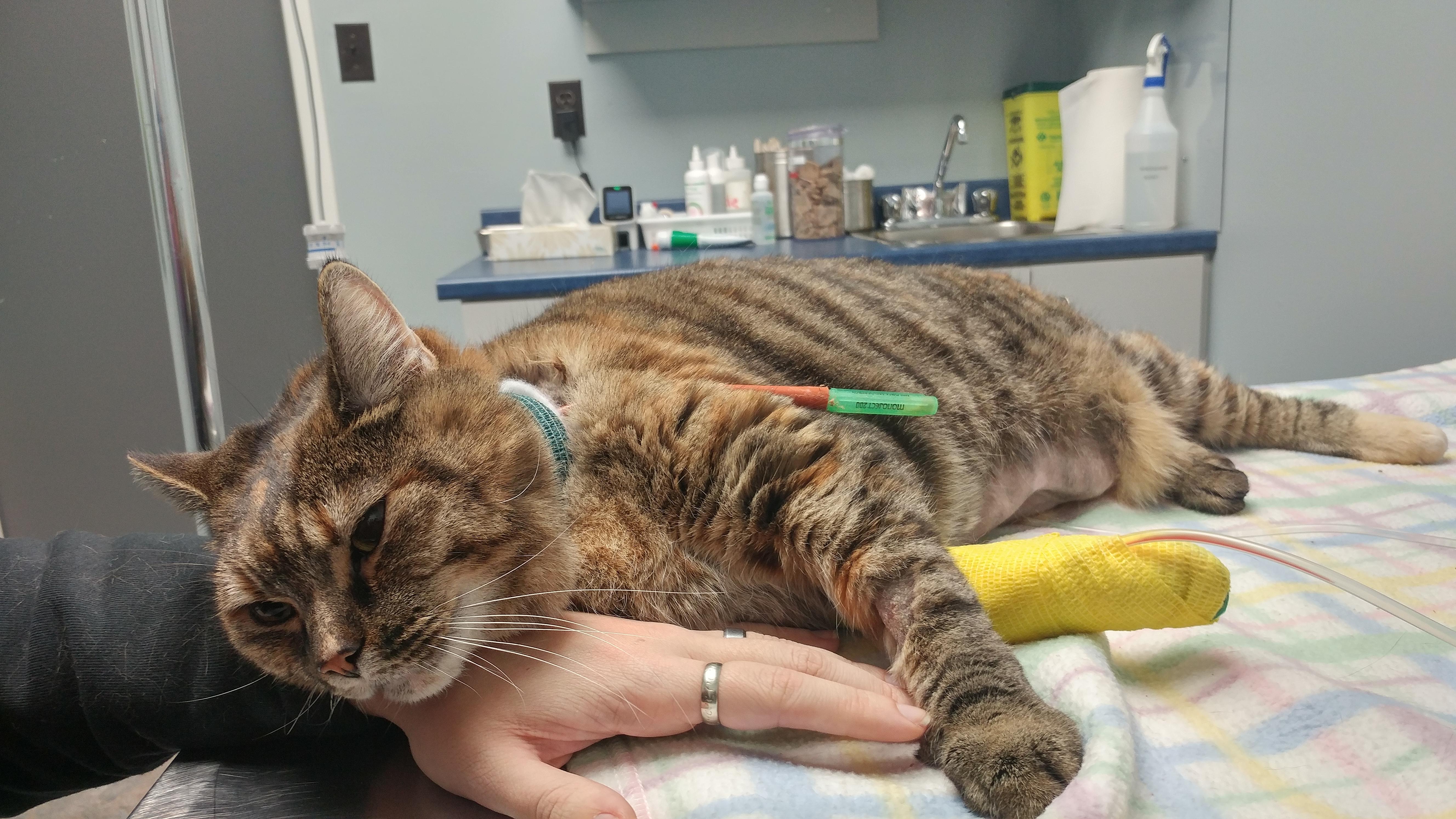 Cleo update feeding tube is in, purring like a champ, hopefully