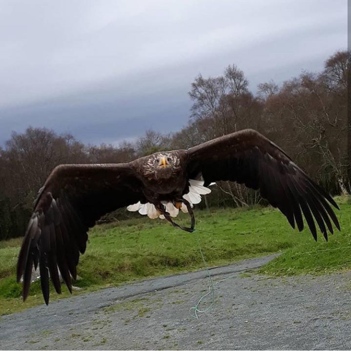 This eagle in co. Mayo, Ireland r/pics
