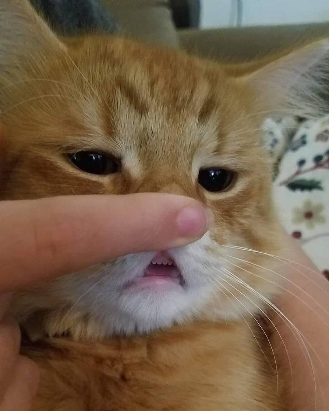 Thanks, I hate tiny cat teeth. r/TIHI