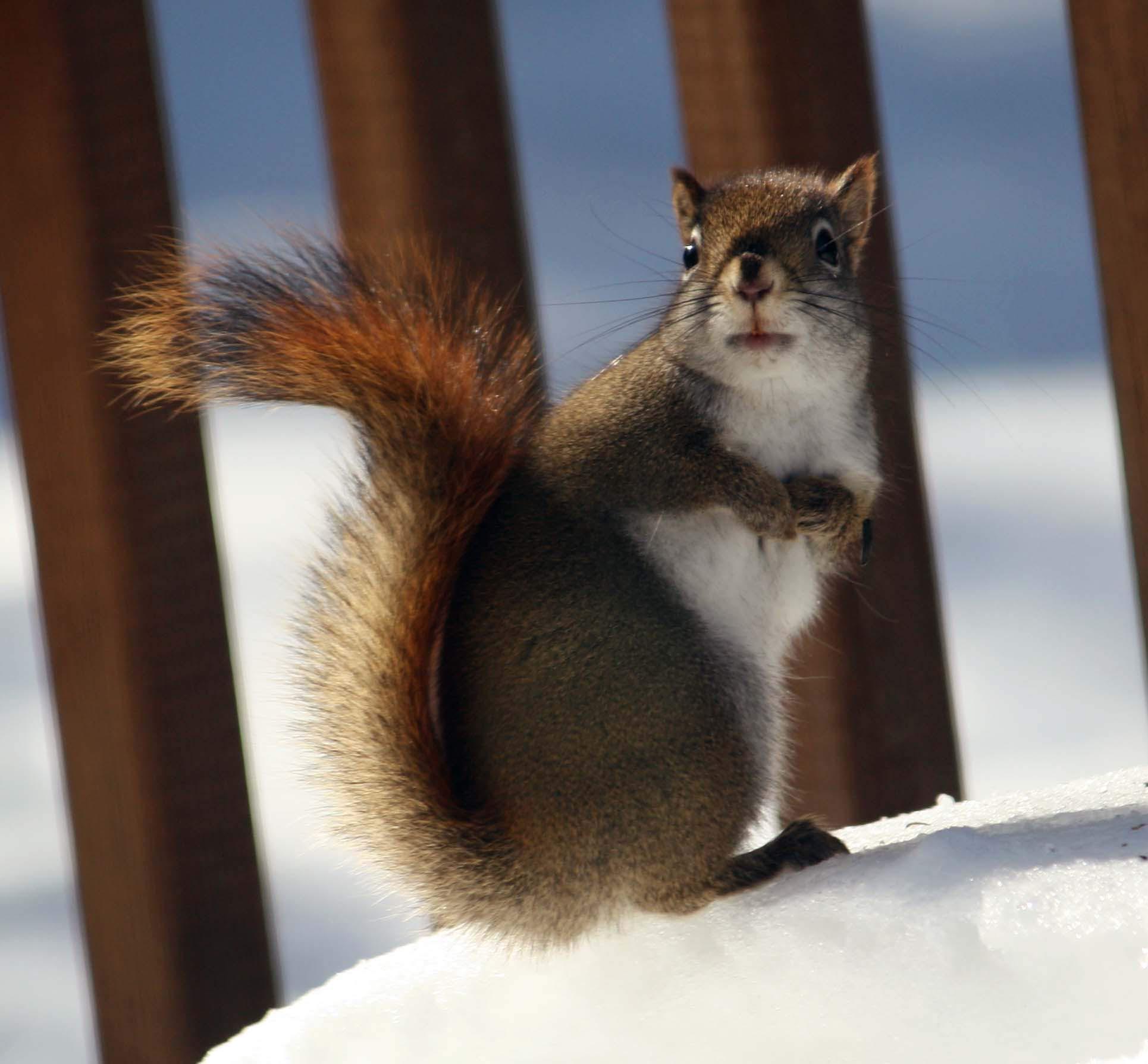Squirrel in our yard Northern Michigan r/wildlifephotography