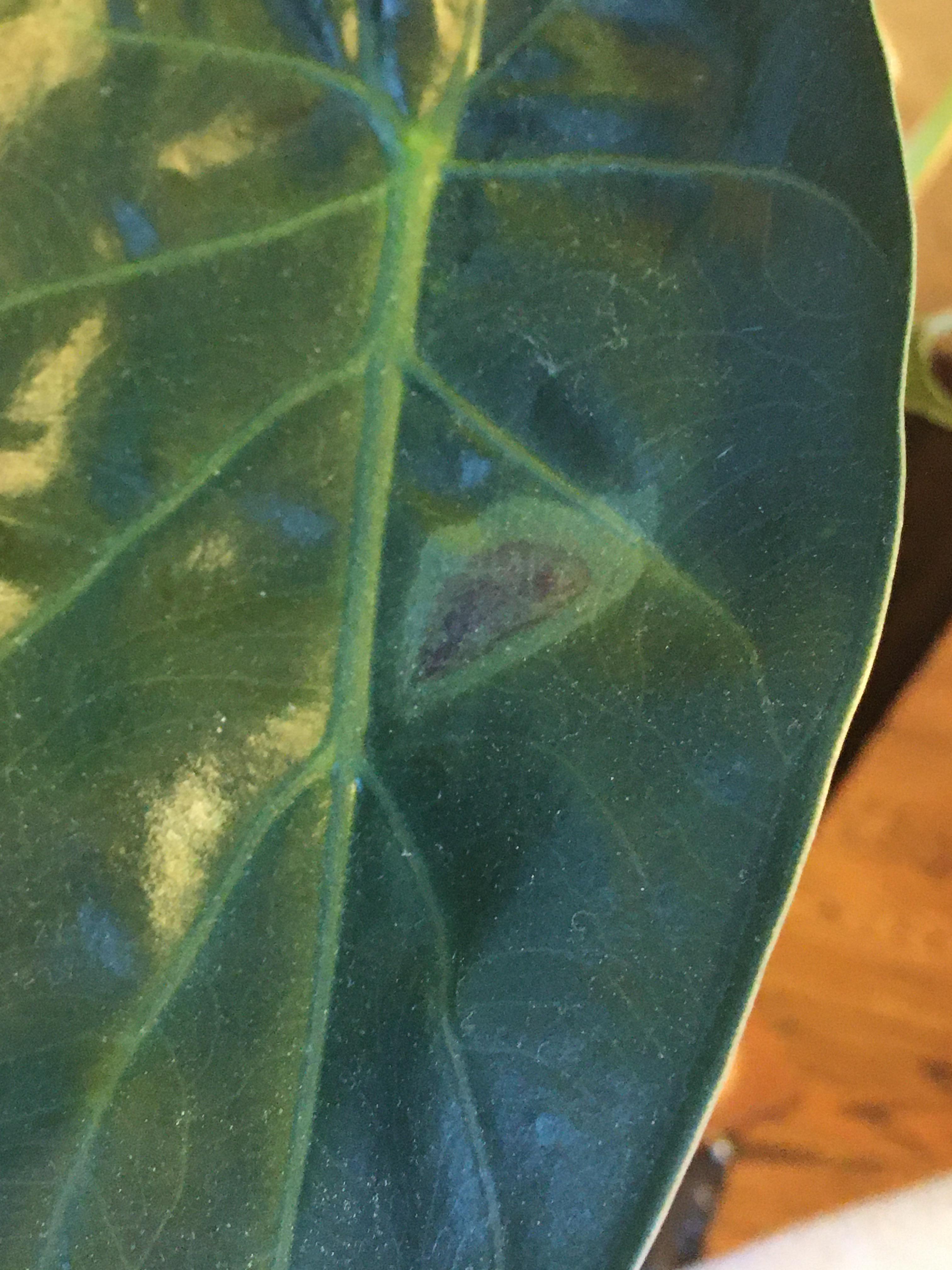 Elephant ear with mysterious spot?? Just put out a new leaf, seems very