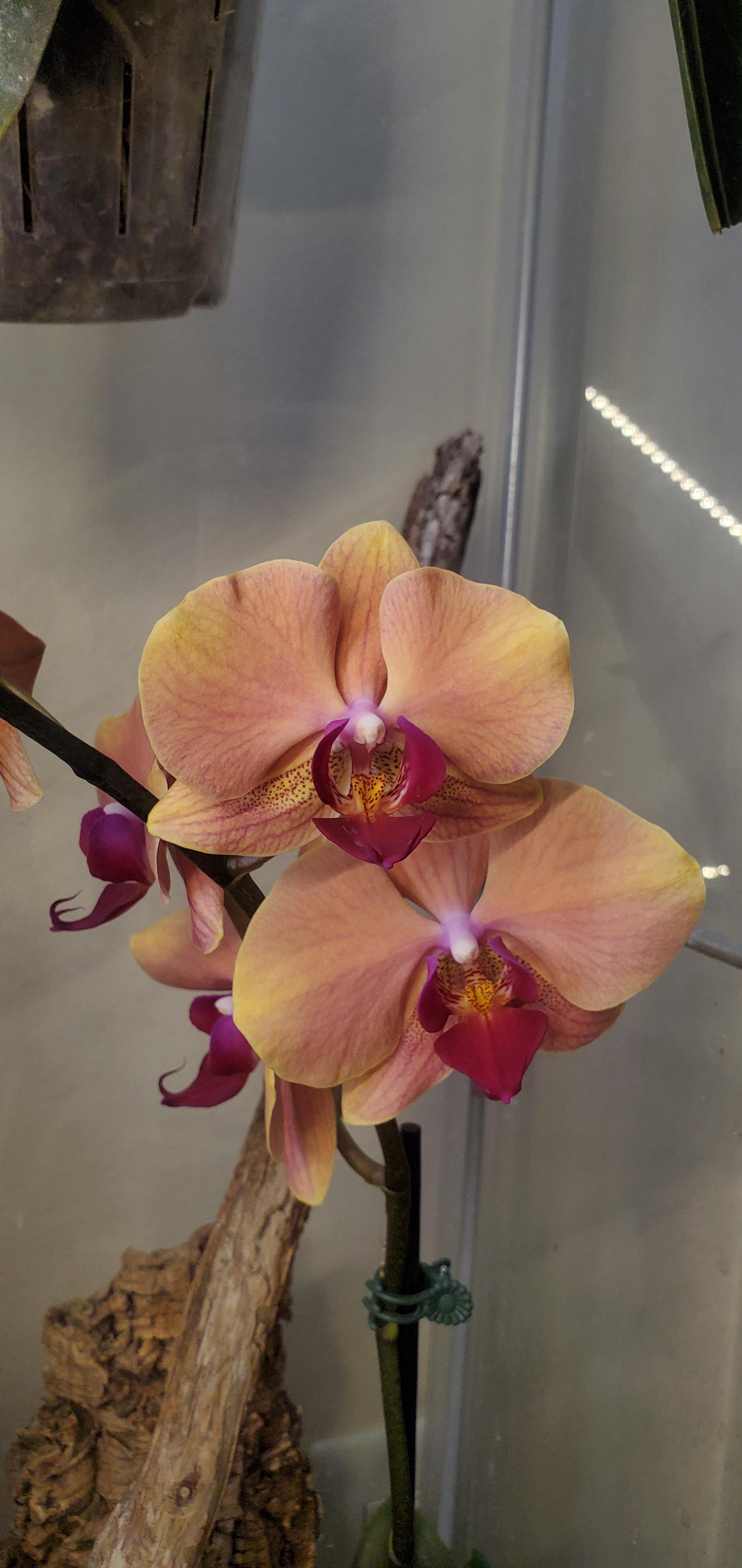 I believe my orchid is dyed, so I would love similar flower orchid