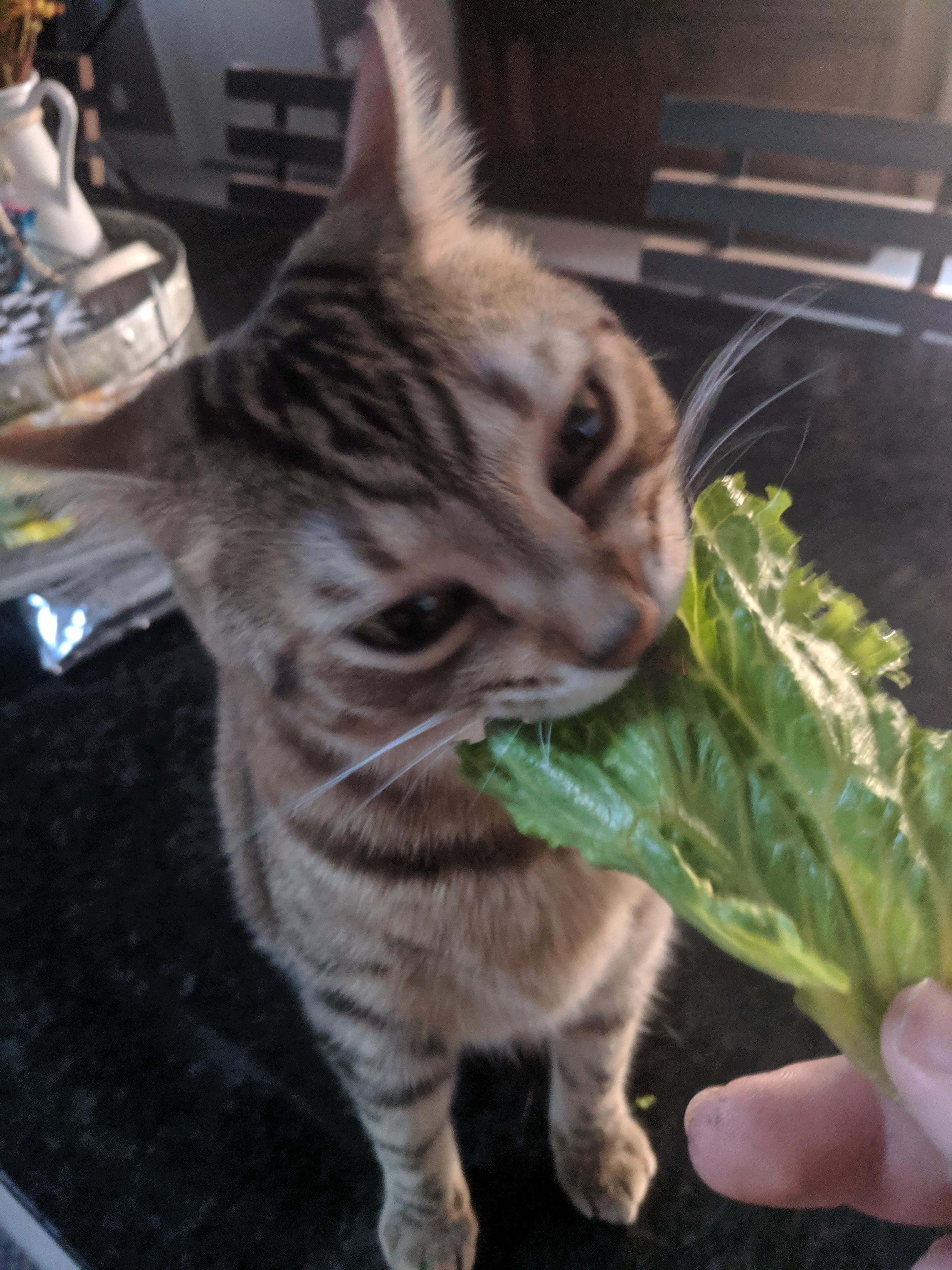 She monch the lettuce r/cats