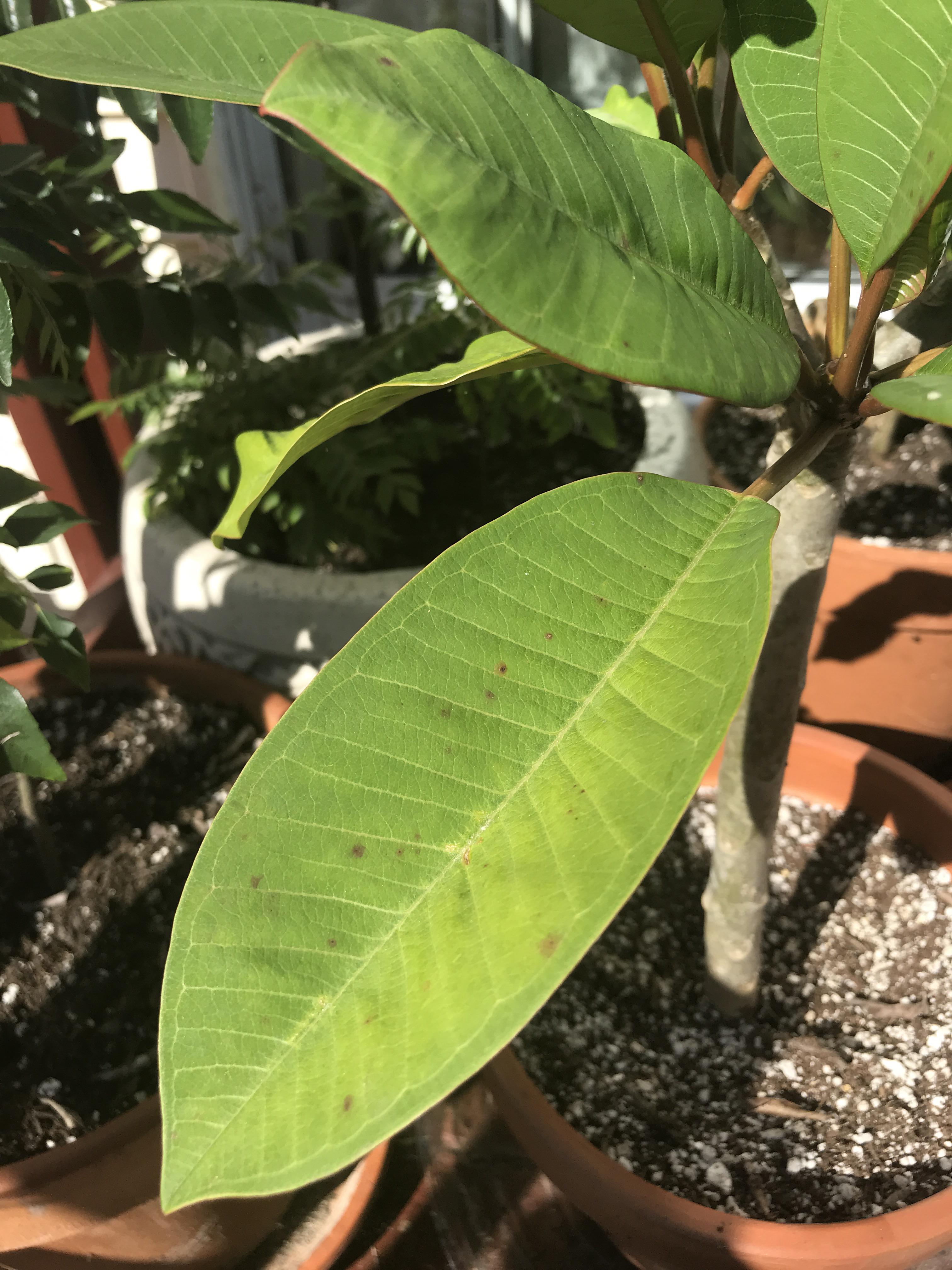 What are these brown spots on my plumeria leaves? r/Plumeria