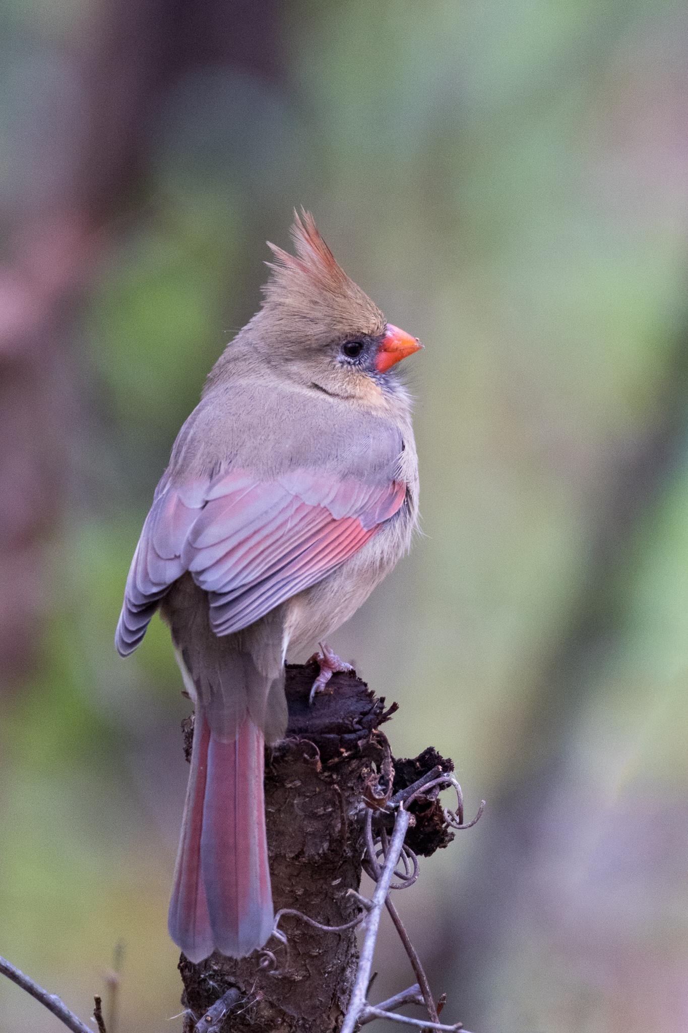 (OC) Beautiful Feathers. Northern Cardinal r/wildlifephotography