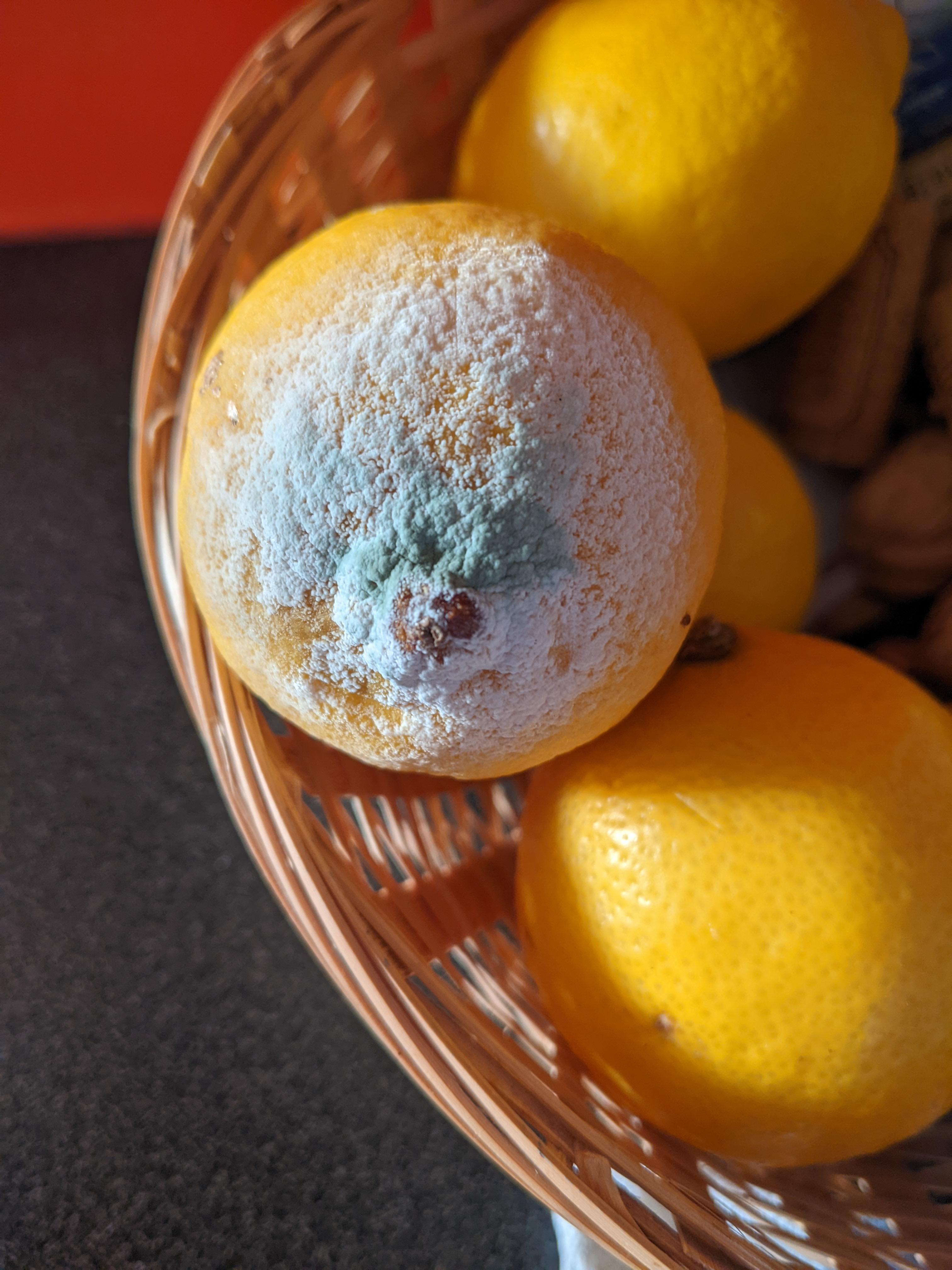 I have a feeling my lemons mold up really fast... Any ideas why? It