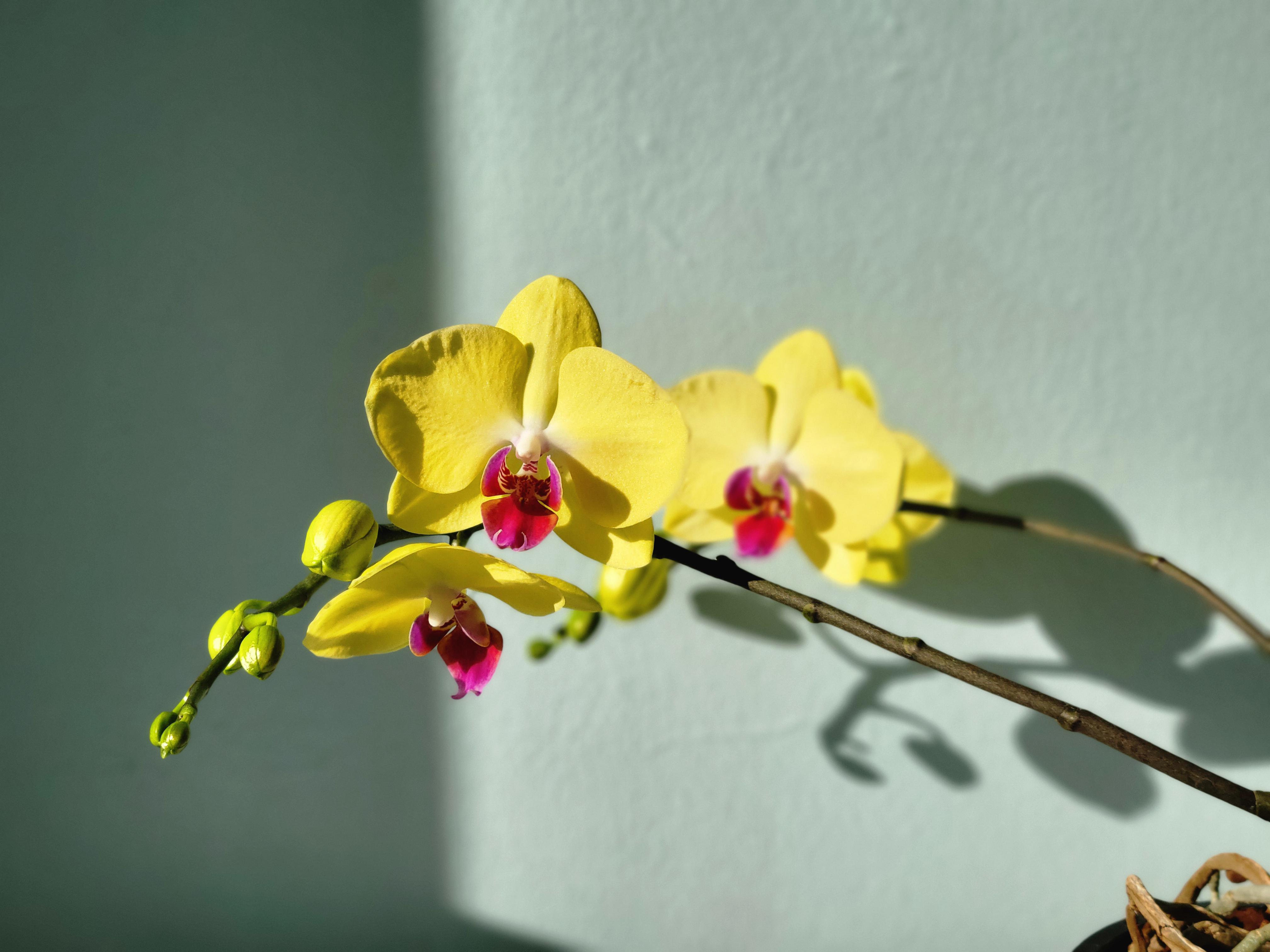 a double spike rebloom on my noid rescue phal from lowe's, i am so