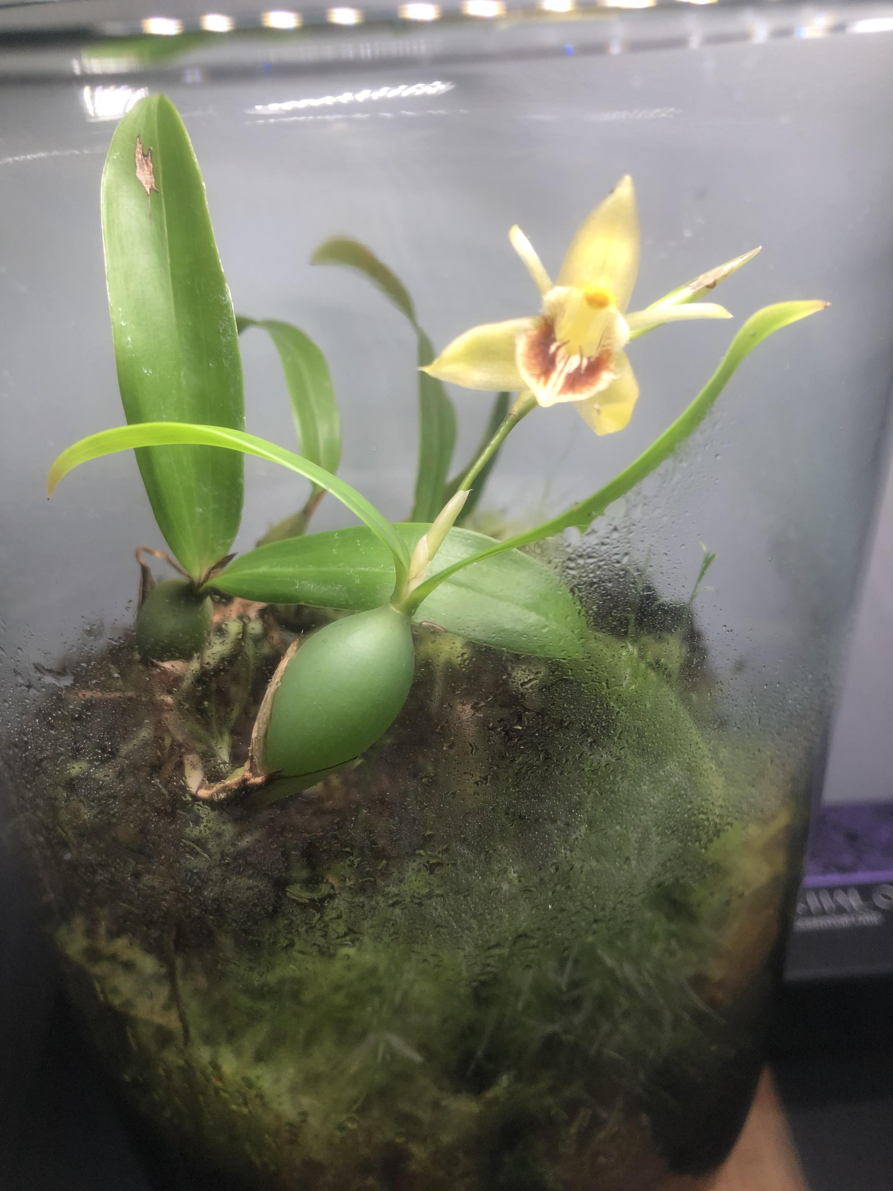 Mini orchidea in six month old terrarium r/terrariums