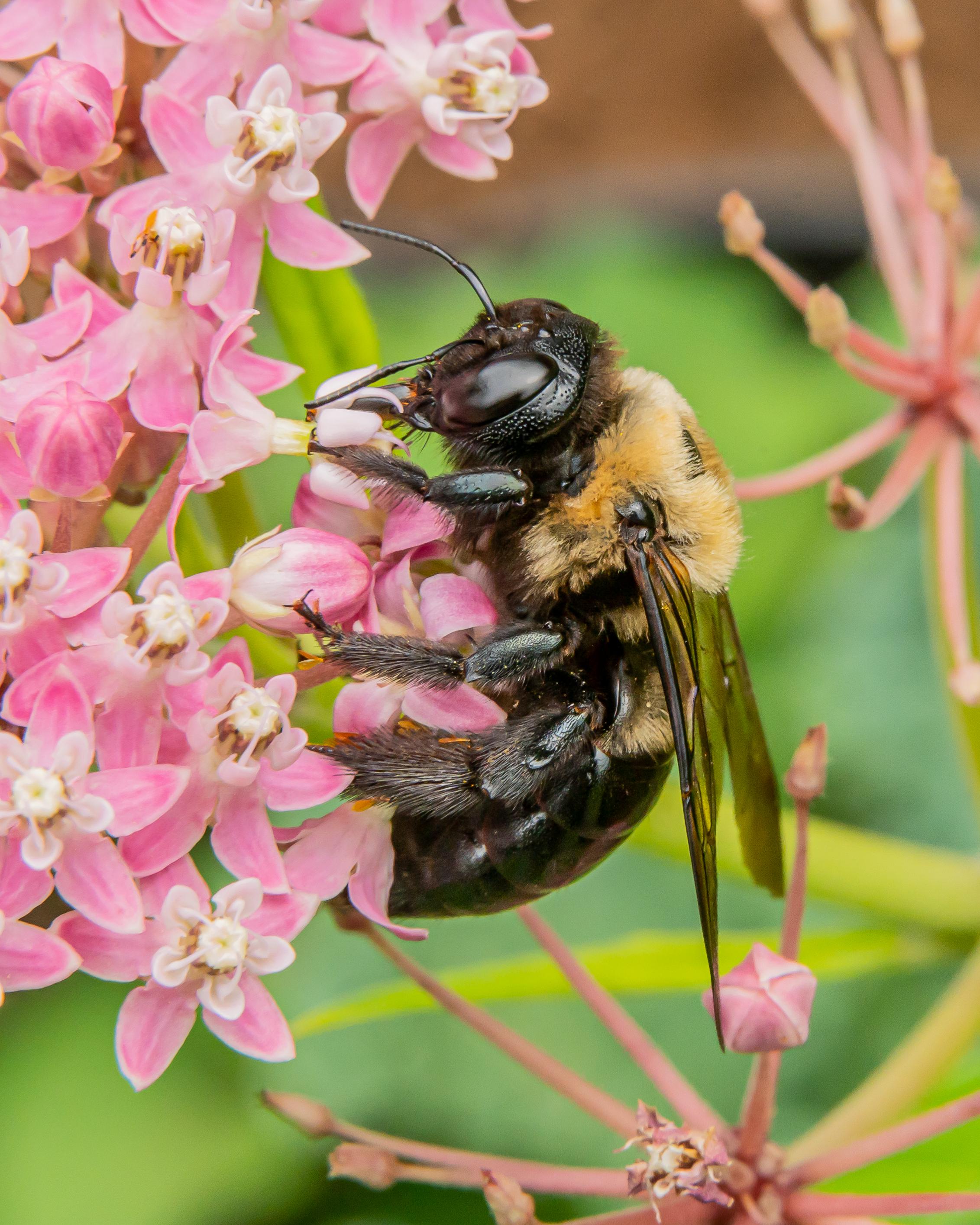 Eastern Carpenter Bee sipping nectar from milkweed [6048x4024] [OS] [OC] r/MacroPorn