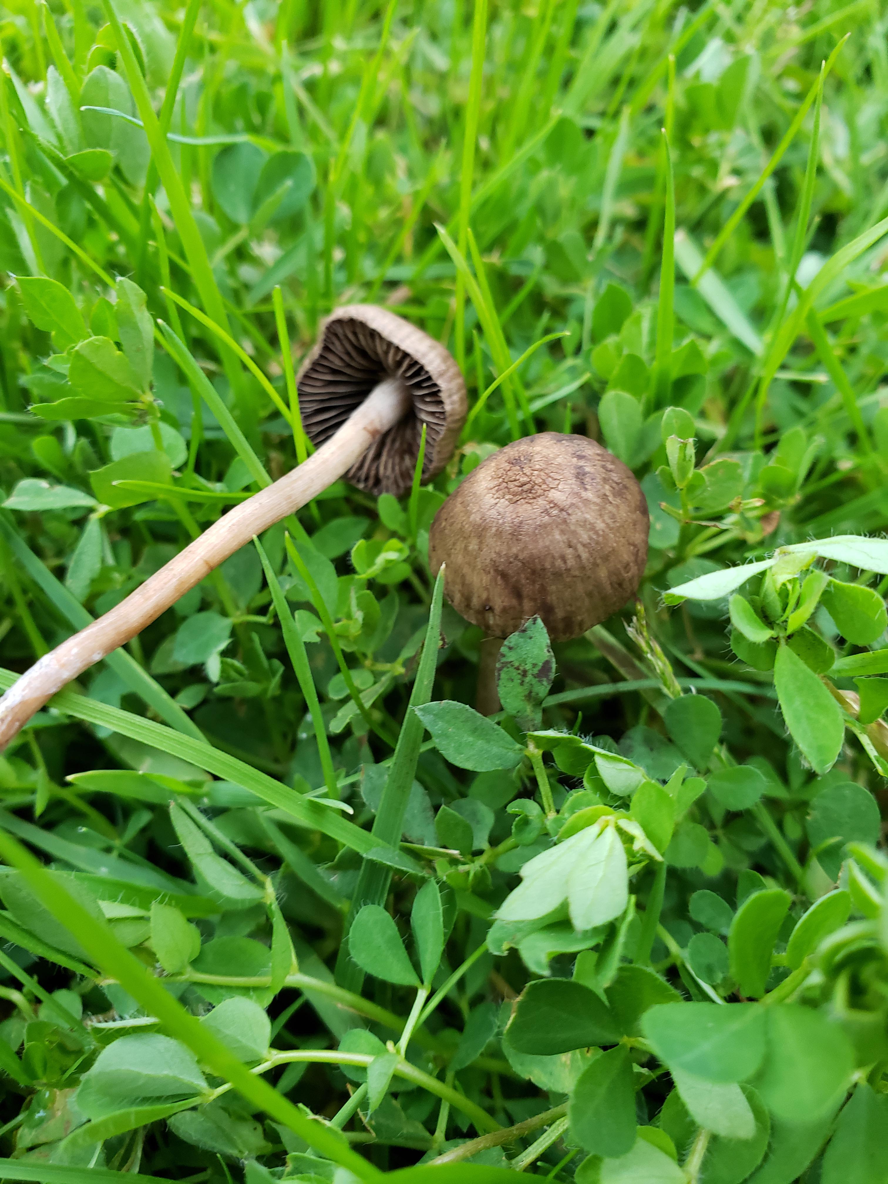 I found another type of mushroom in my yard. Any ideas on what this one