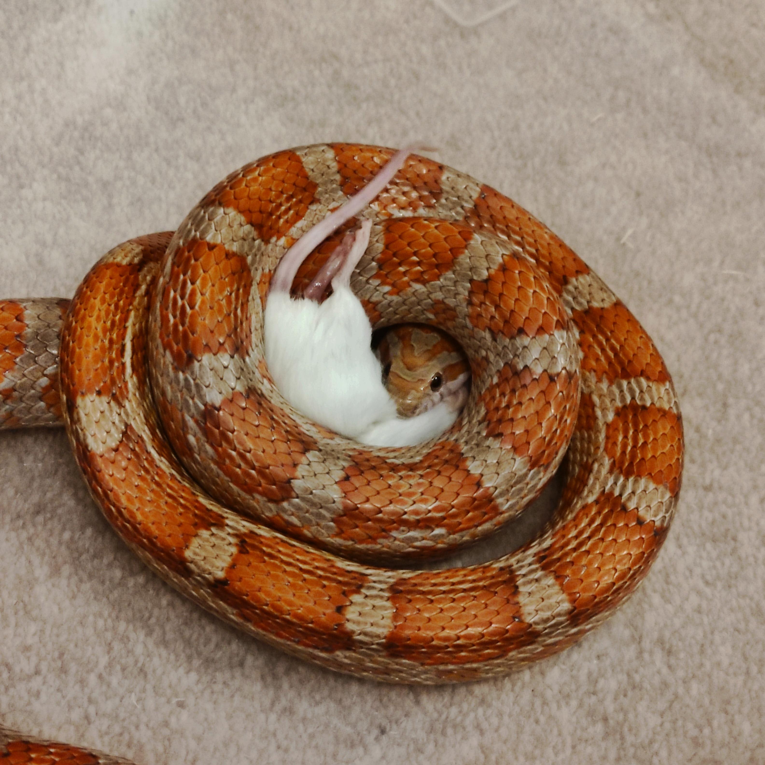 Cornflake being very protective of his mouse! r/snakes