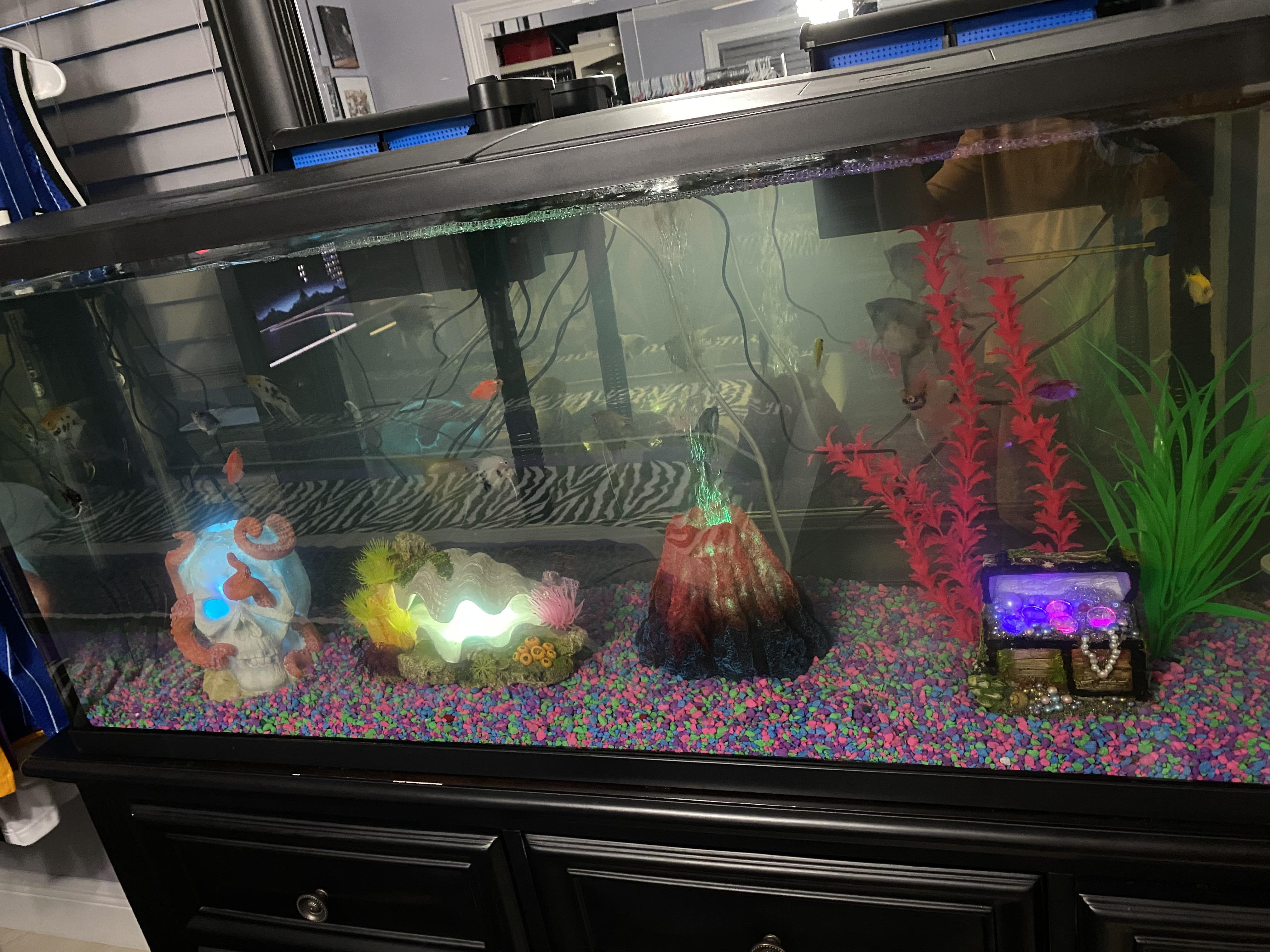 Im in love with these PetSmart RGB ornaments r/Aquariums