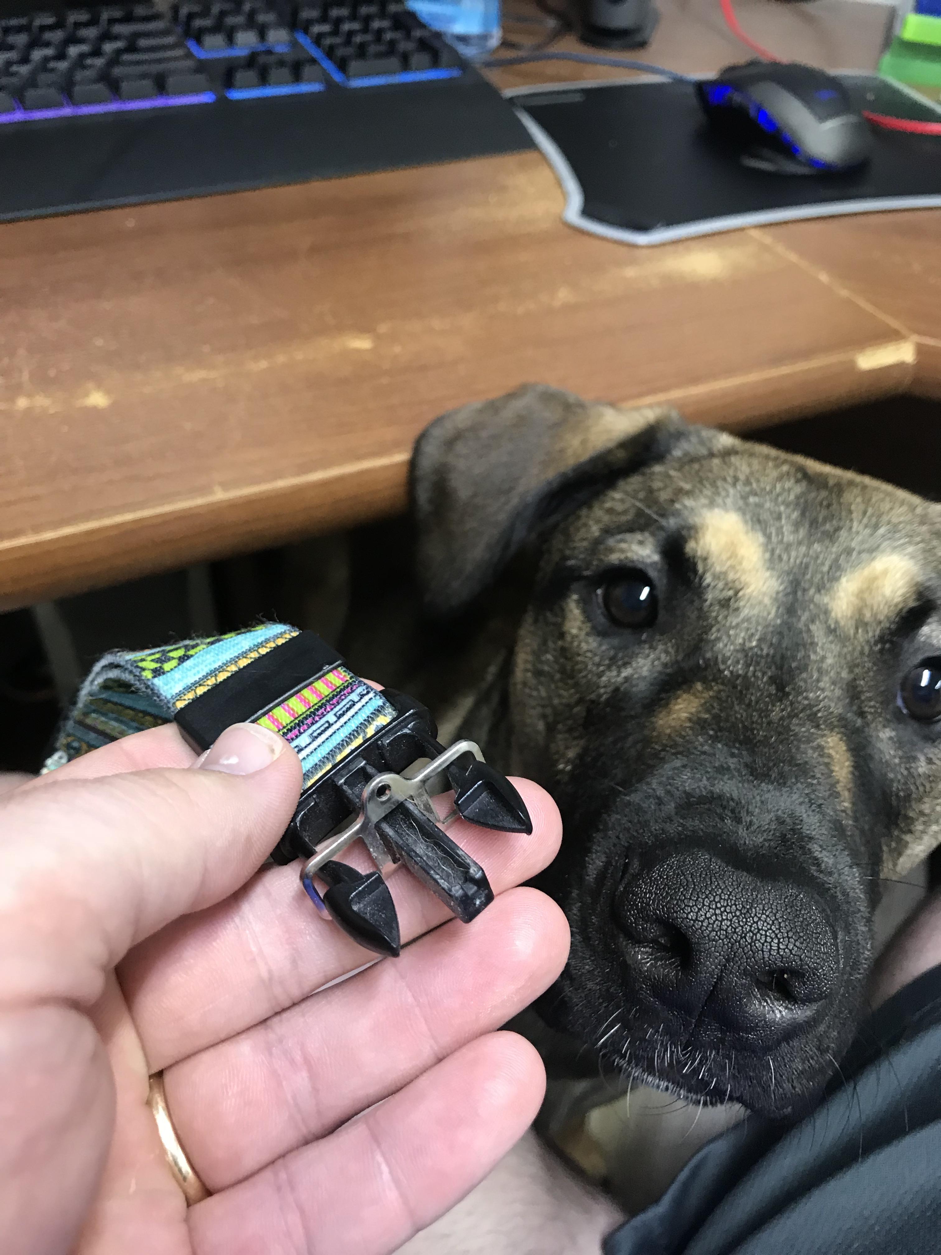 What is this metal thing on my dog’s collar? r/whatisthisthing