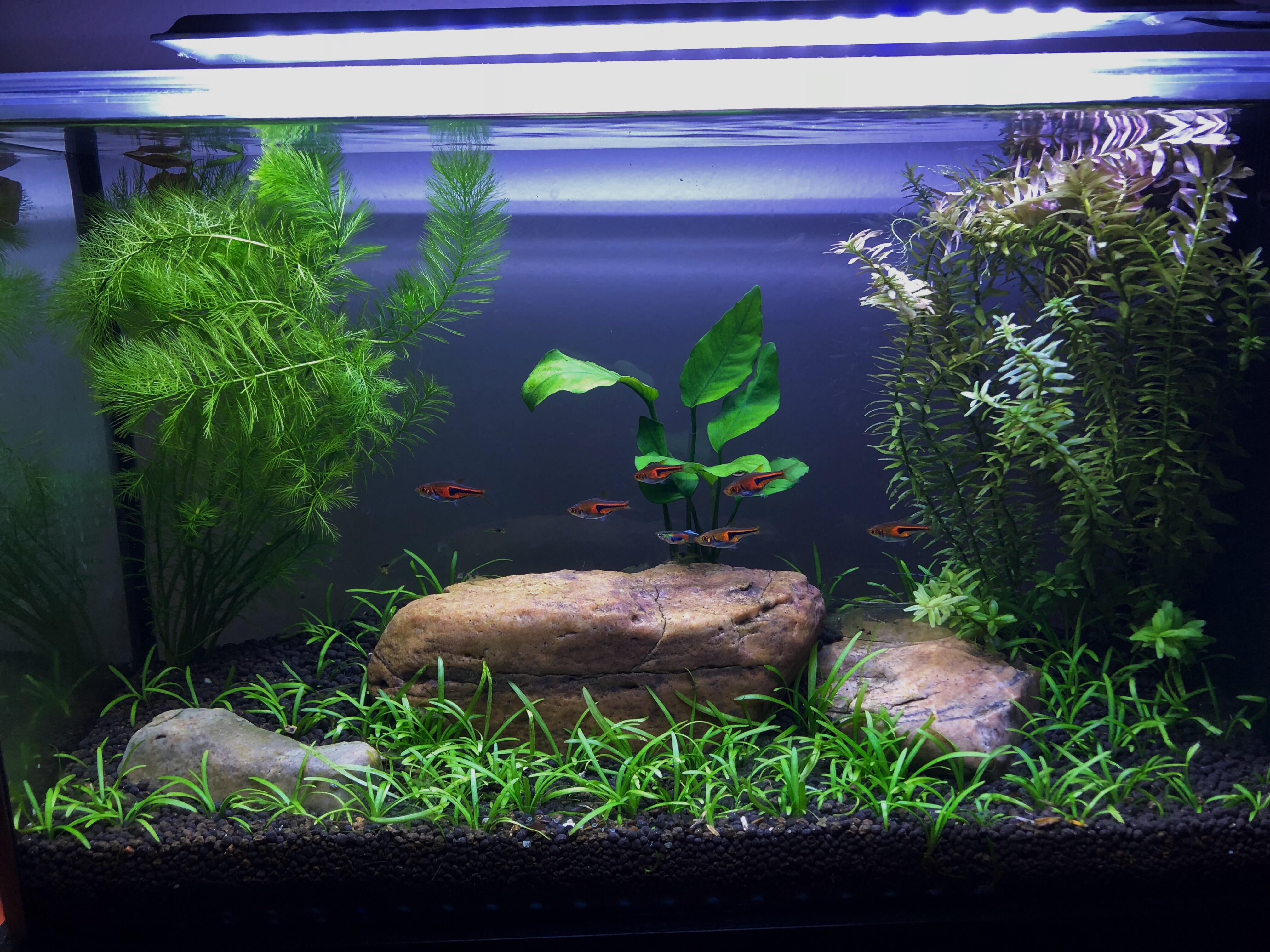 5 Gallon r/Aquariums