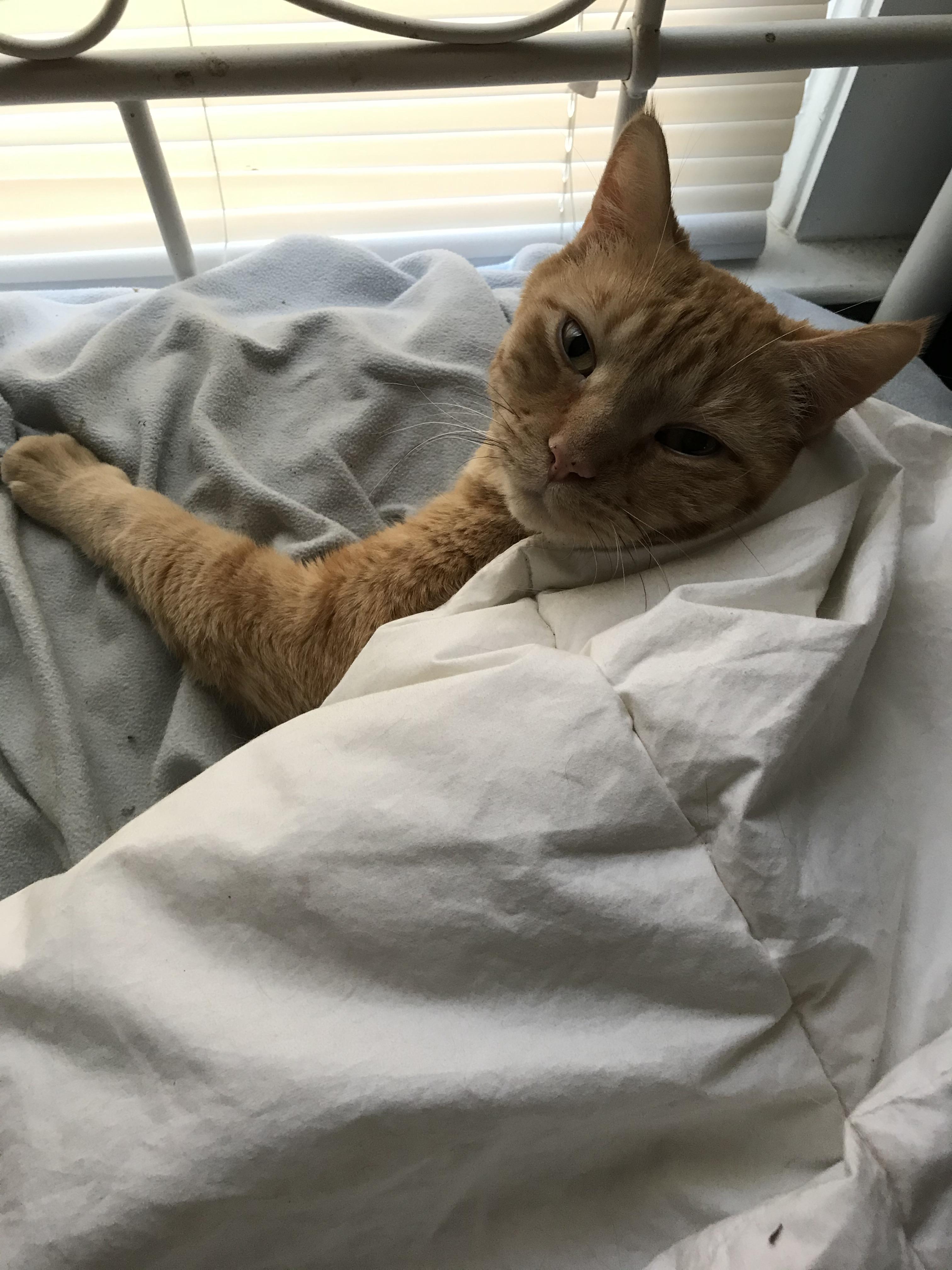 Found my cat Eric under the covers like he just pulled them up over